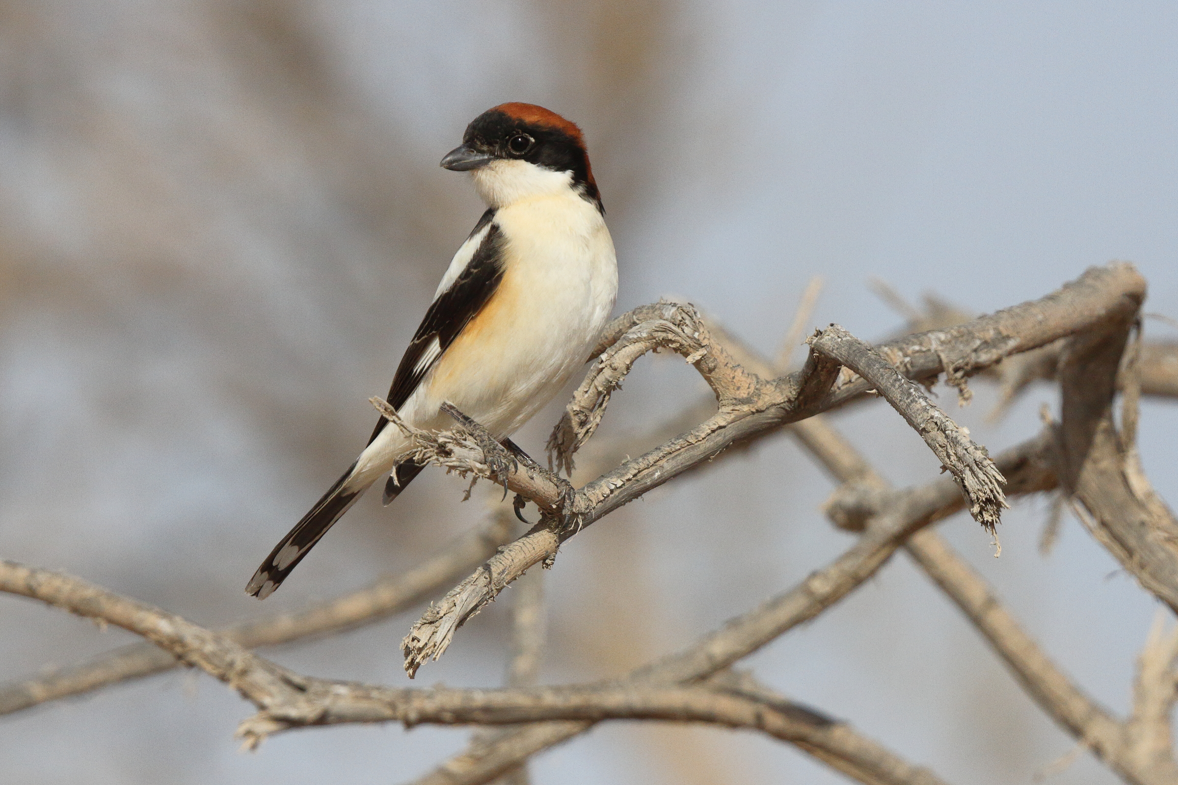 Woodchat Shrike. Qatar, 22 March 2013 © Neil G. Morris.