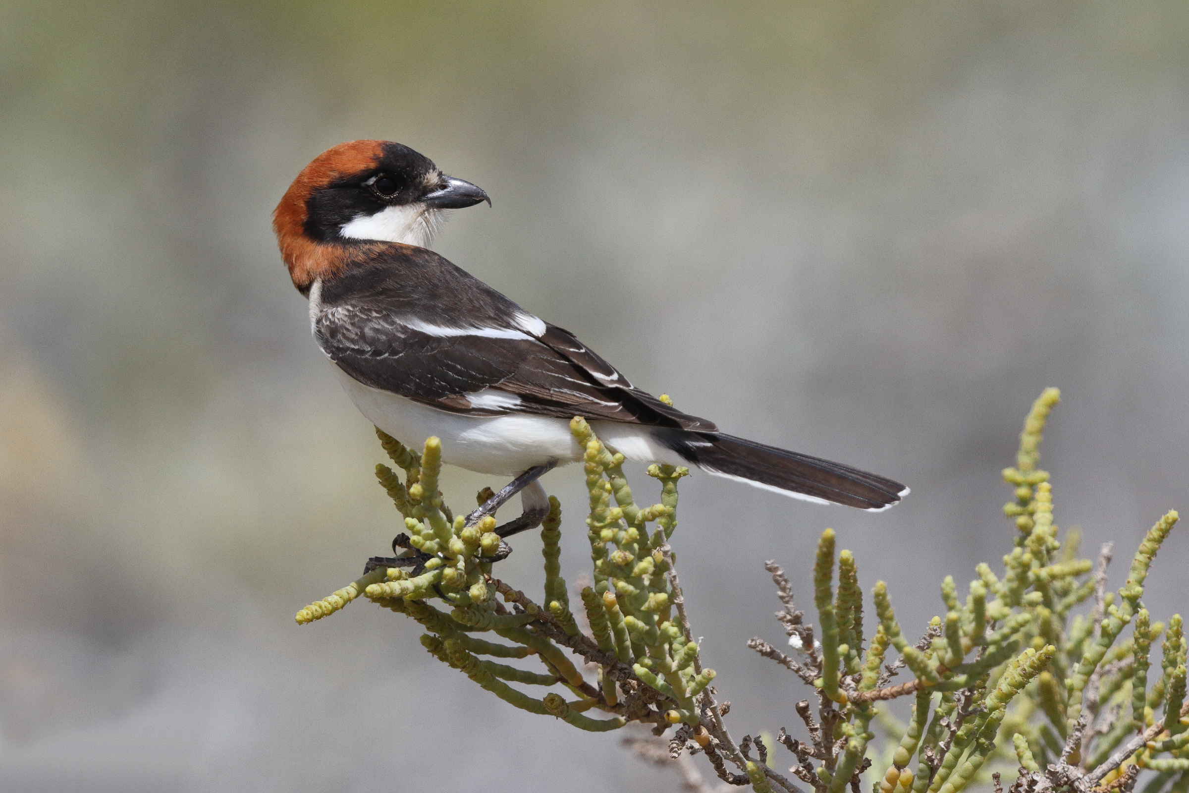 Woodchat Shrike. Qatar, 02 April 2013 © Neil G. Morris.