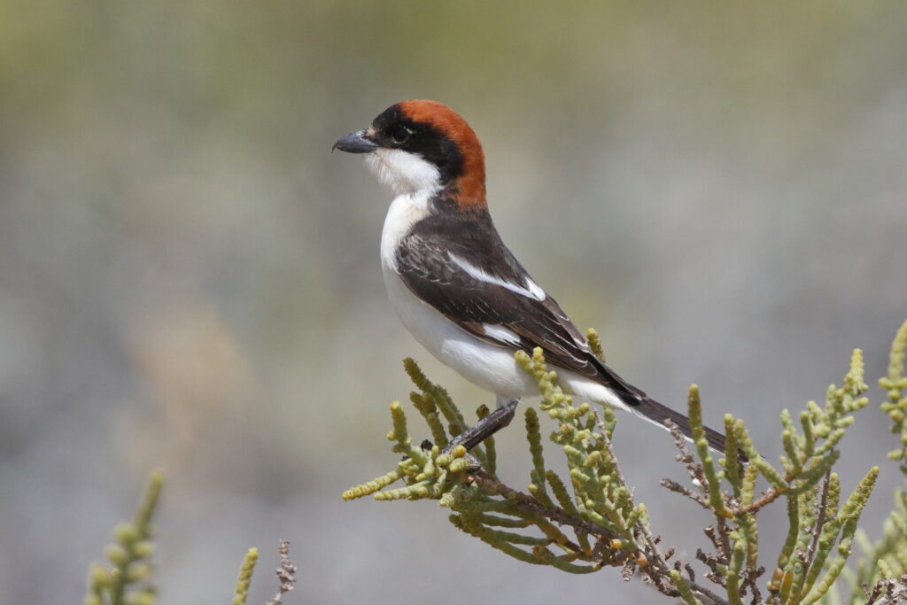 Woodchat Shrike. Qatar, 02 April 2013 © Neil G. Morris.