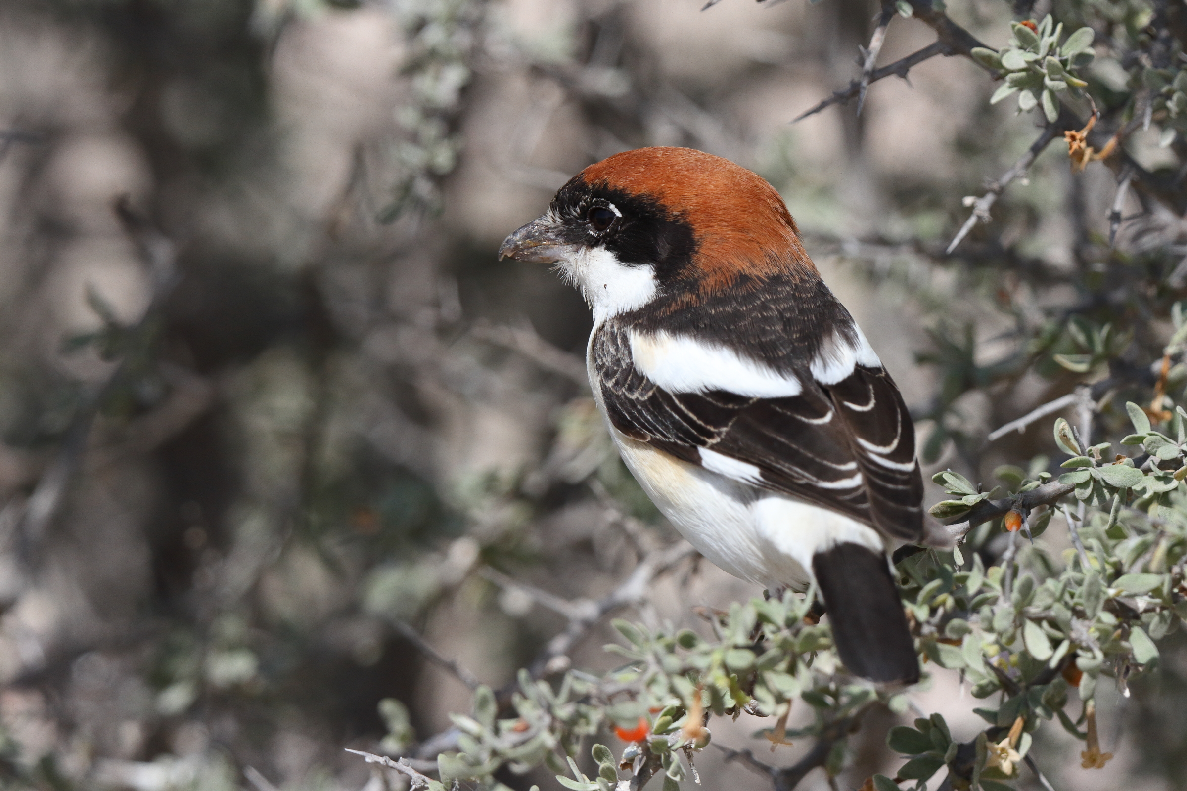 Woodchat Shrike. Qatar, 18 February 2014 © Neil G. Morris.