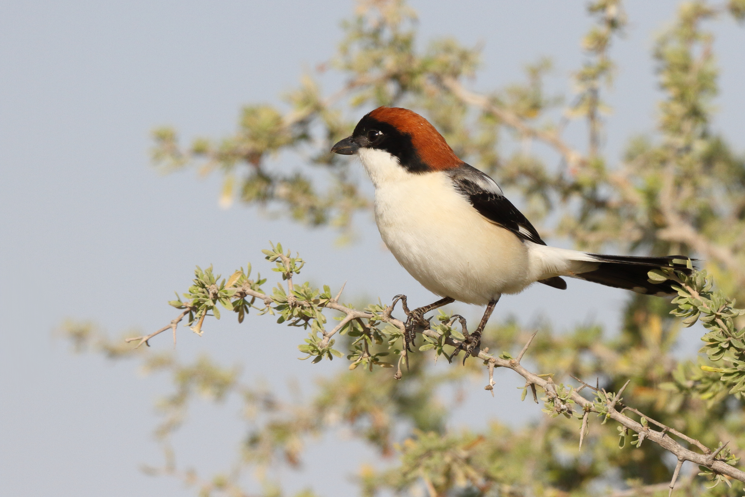 Woodchat Shrike. Qatar, 23 February 2014 © Neil G. Morris.