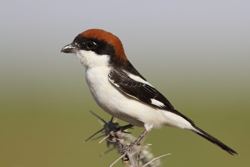 Woodchat Shrike. Qatar, 03 March 2014 © Neil G. Morris.
