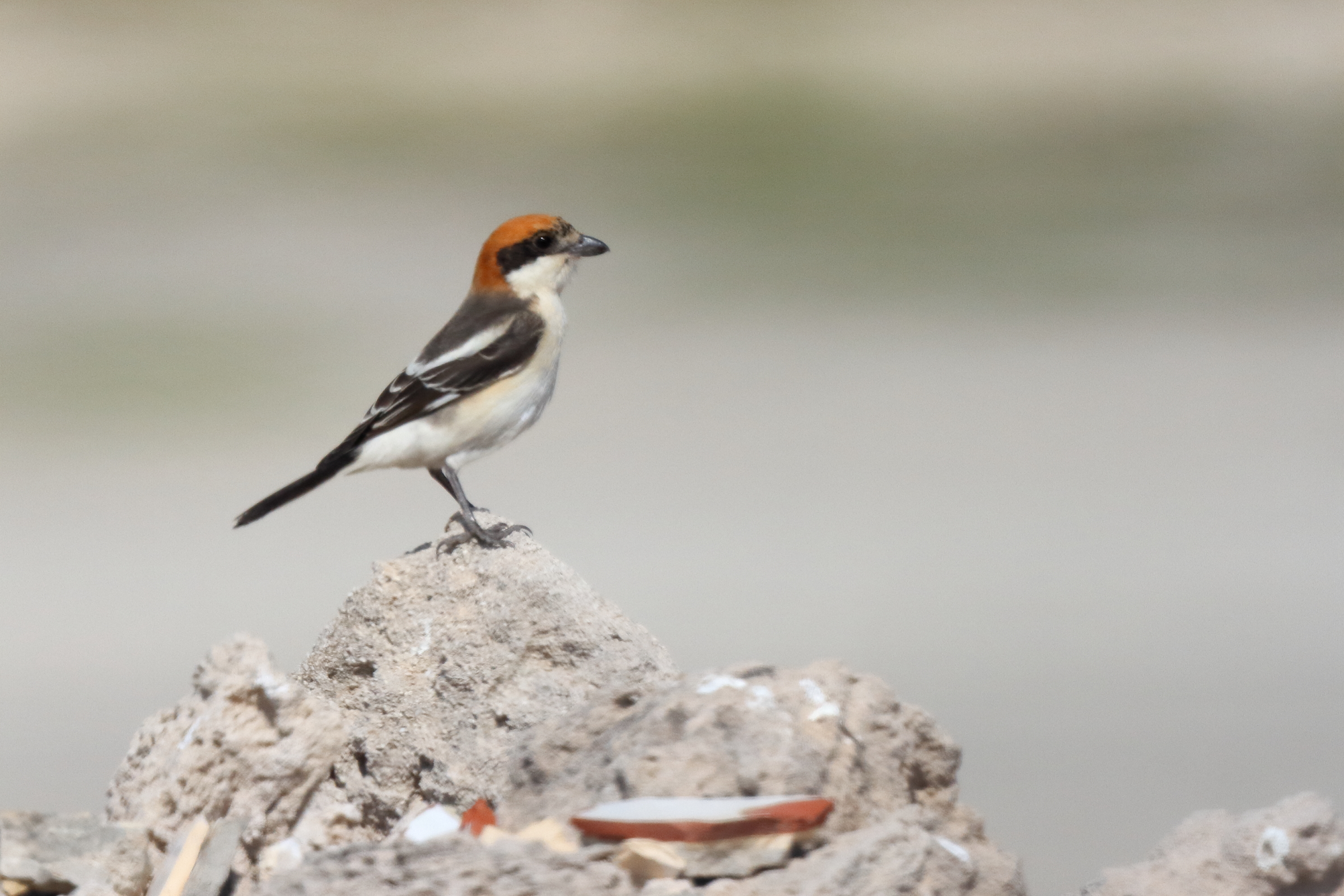 Woodchat Shrike. Qatar, 03 March 2016 © Neil G. Morris.