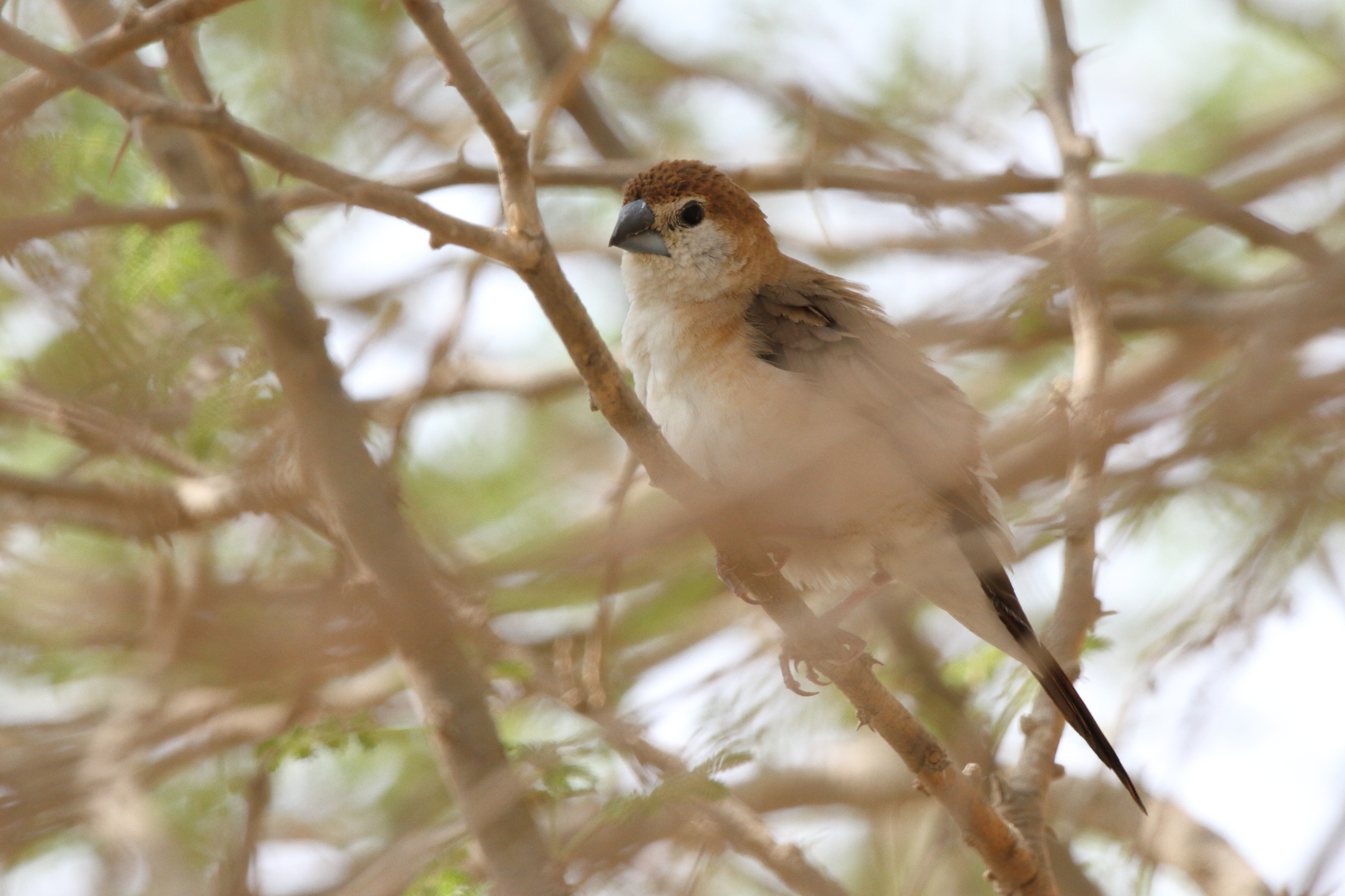 Indian Silverbill. Qatar, 21 October 2012 © Neil G. Morris.