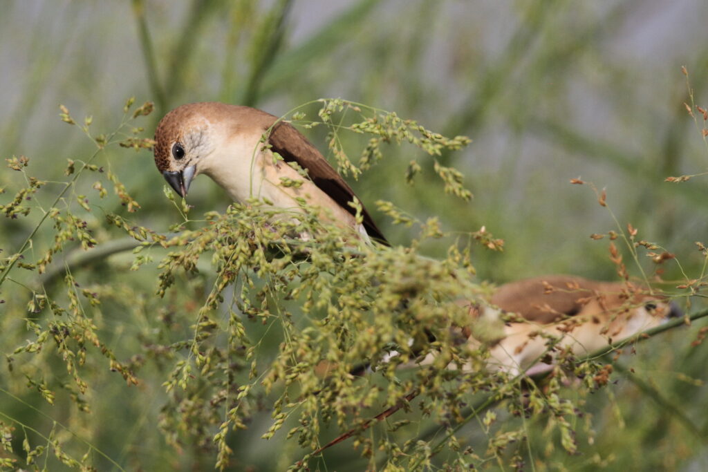 Indian Silverbill. Qatar, 04 November 2012 © Neil G. Morris.