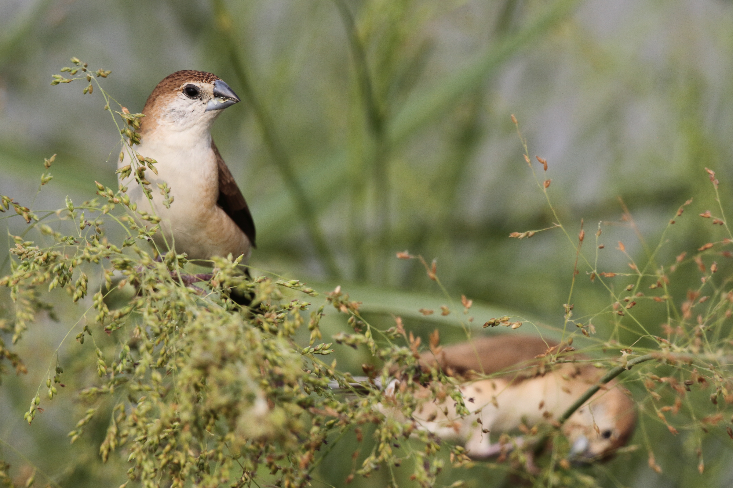 Indian Silverbill. Qatar, 04 November 2012 © Neil G. Morris.