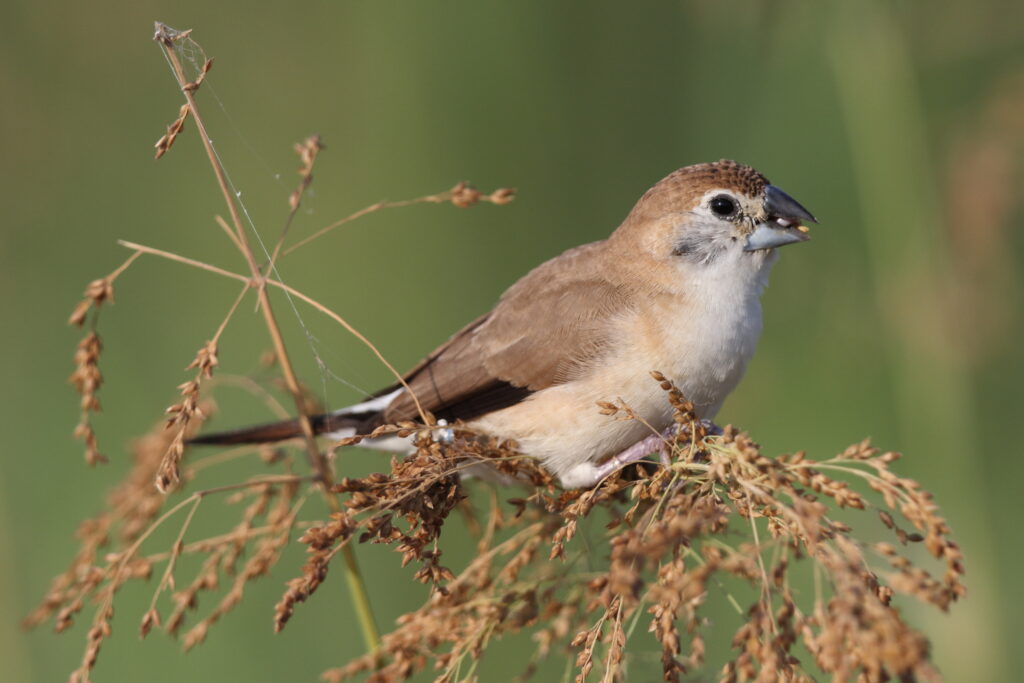 Indian Silverbill. Qatar, 11 November 2012 © Neil G. Morris.
