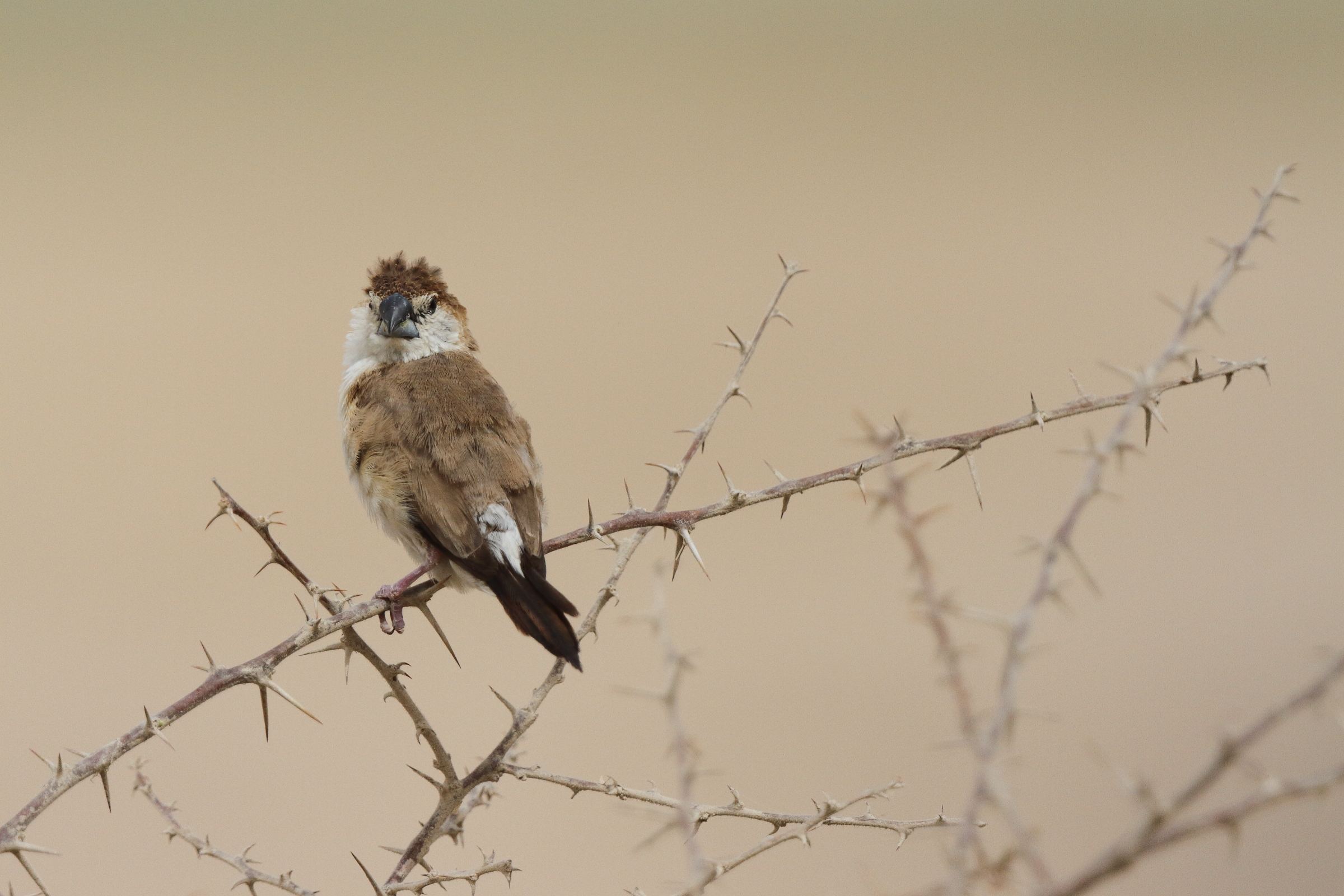 Indian Silverbill. Qatar, 24 April 2013 © Neil G. Morris.