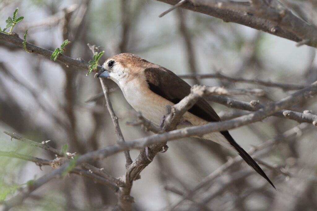 Indian Silverbill. Qatar, 21 October 2013 © Neil G. Morris.