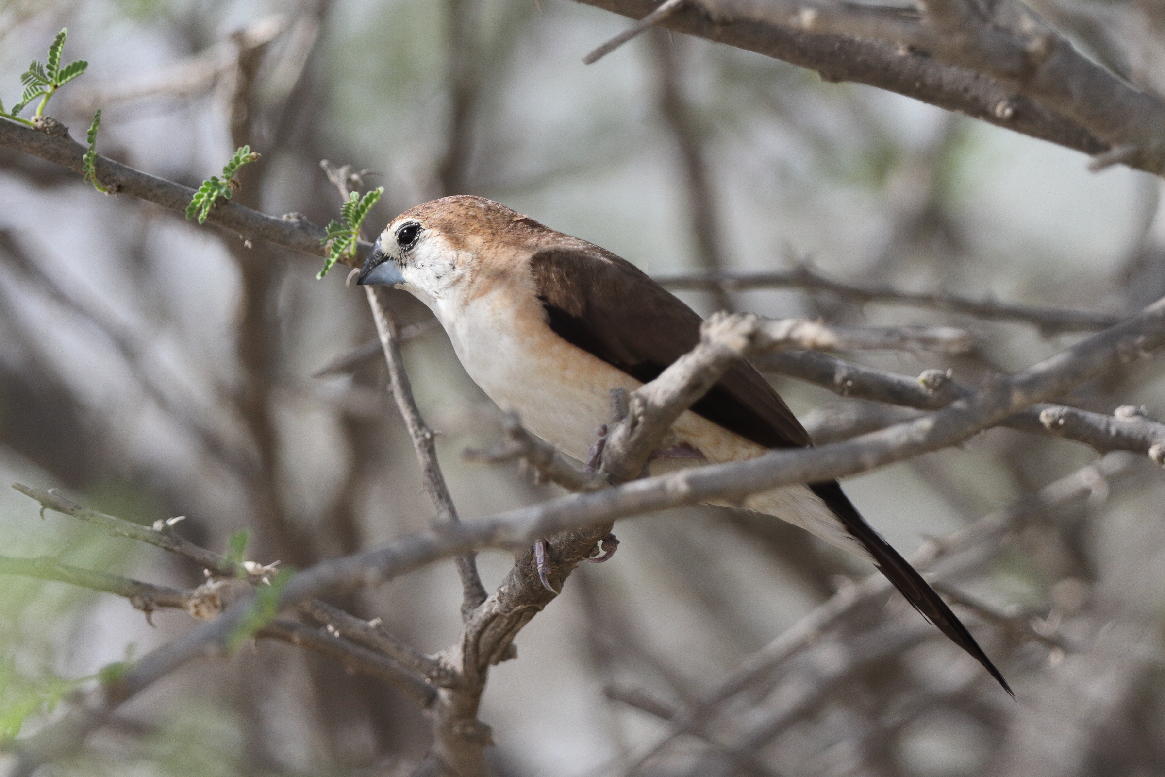 Indian Silverbill. Qatar, 21 October 2013 © Neil G. Morris.