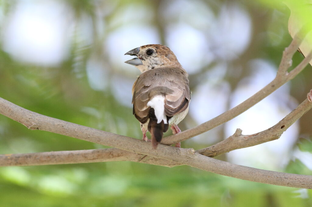 Indian Silverbill. Qatar, 06 June 2014 © Neil G. Morris.