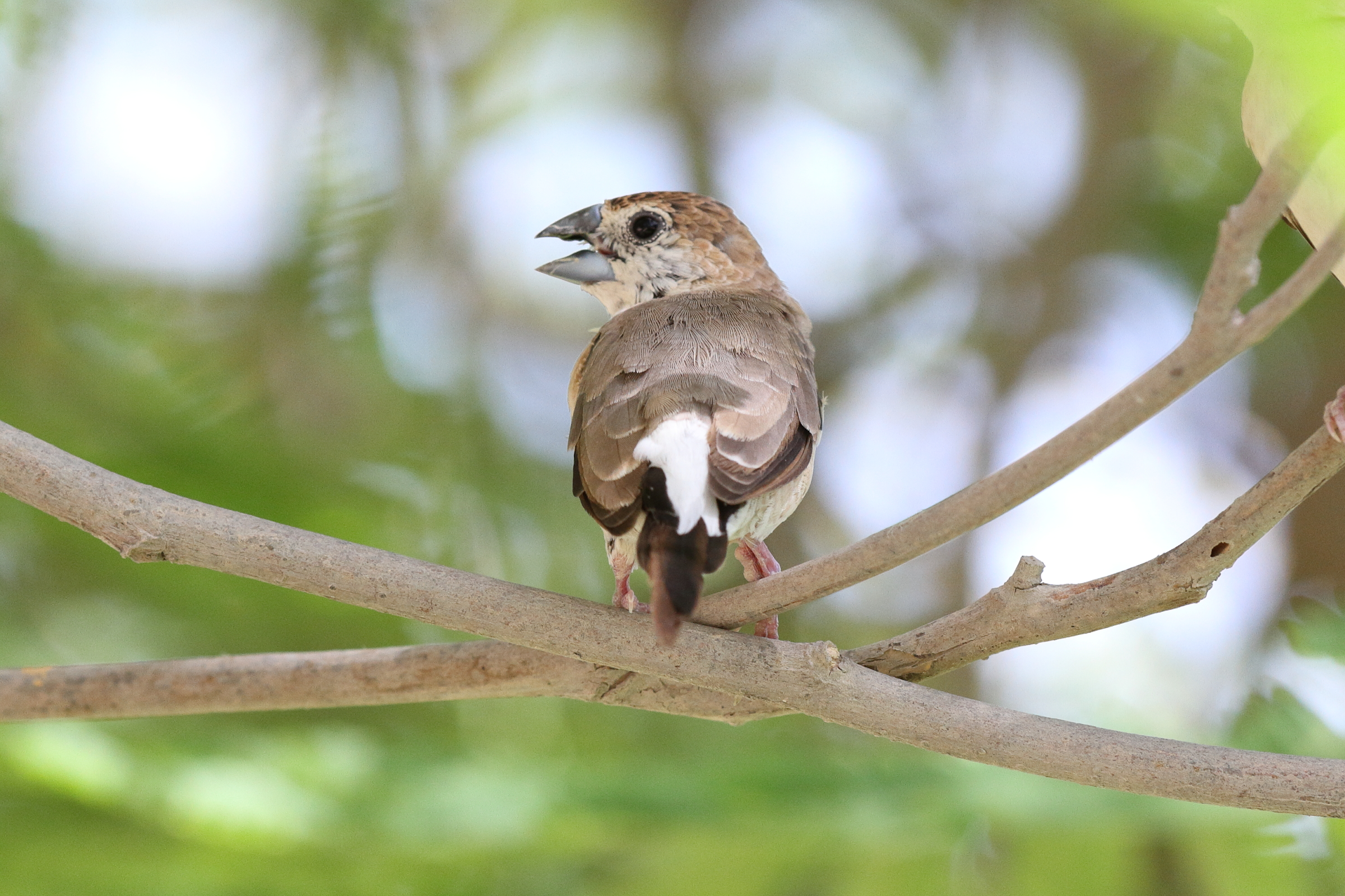 Indian Silverbill. Qatar, 06 June 2014 © Neil G. Morris.