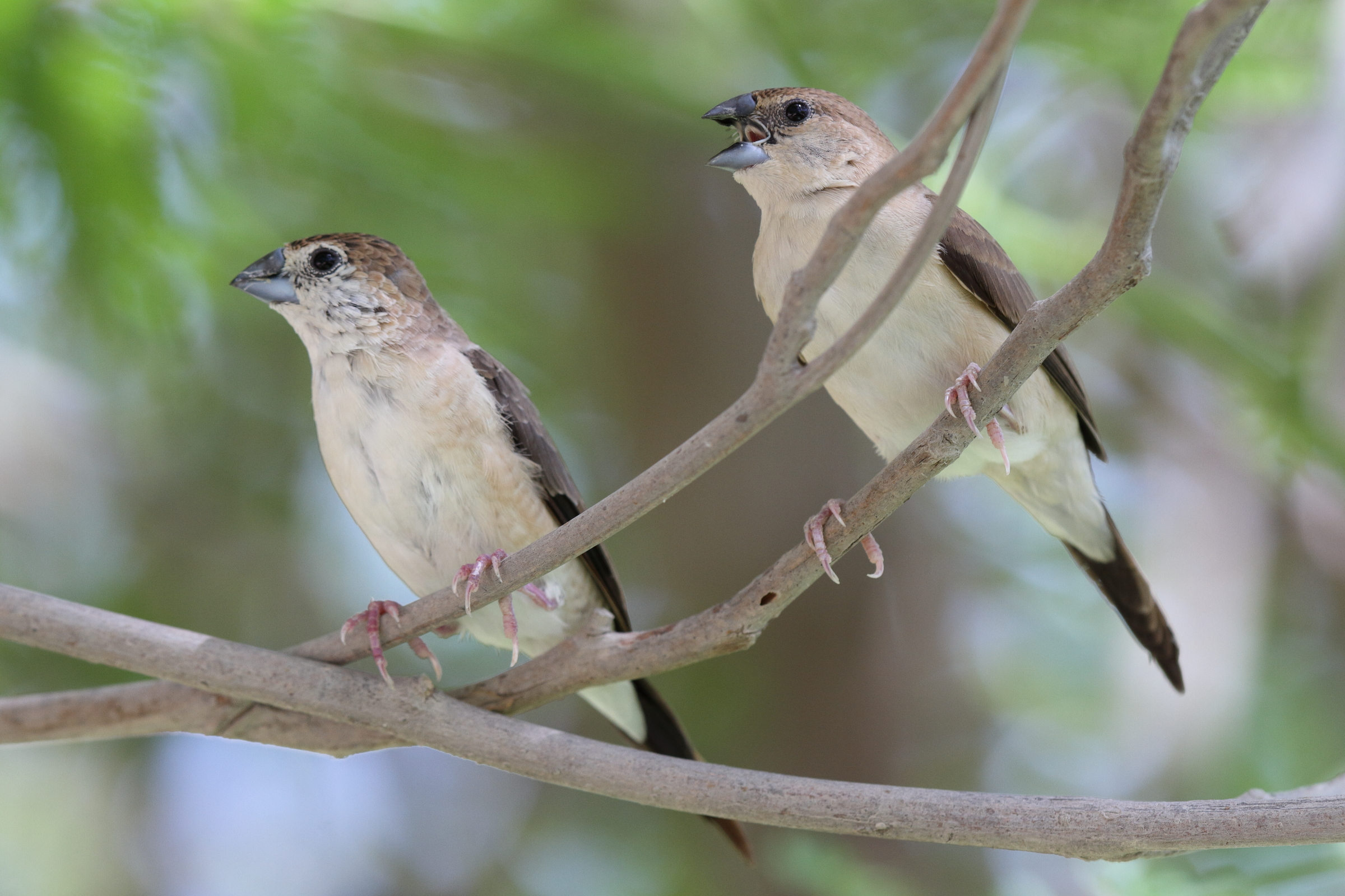 Indian Silverbill. Qatar, 06 June 2014 © Neil G. Morris.