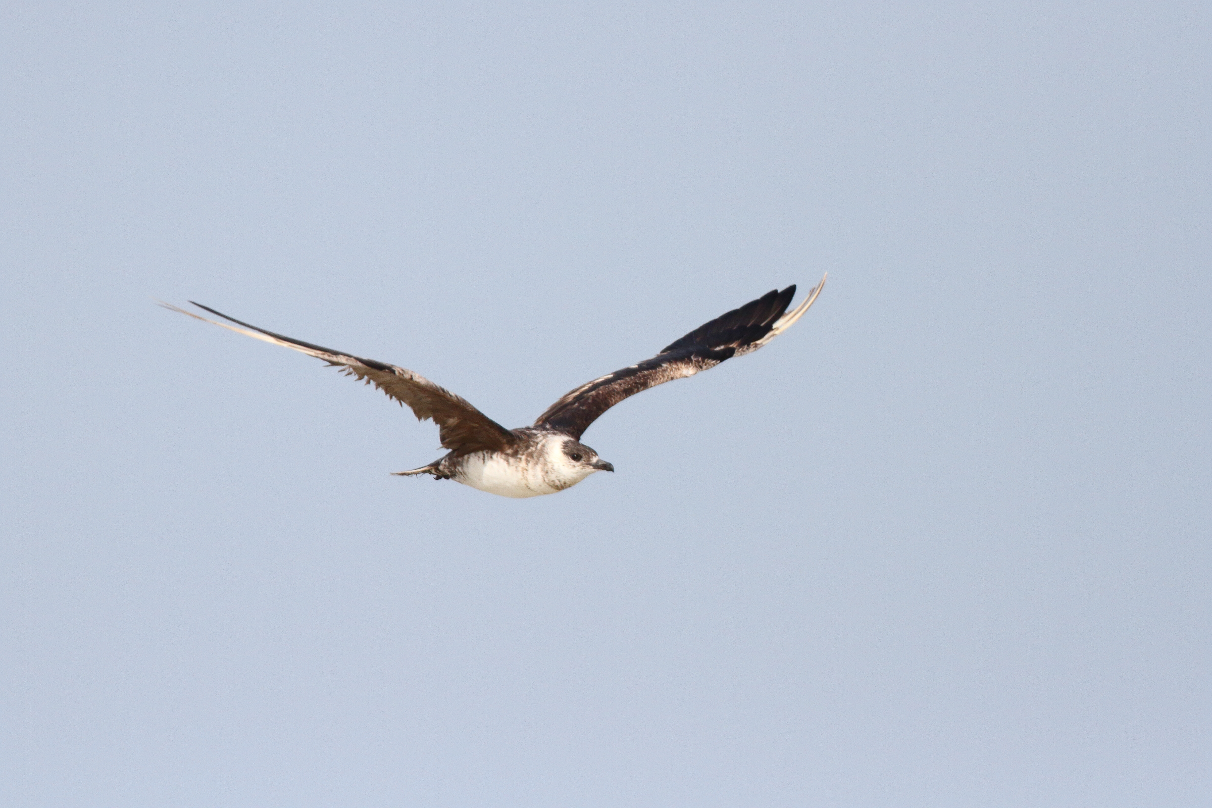 Arctic Skua. Qatar, 05 March 2013 © Neil G. Morris.