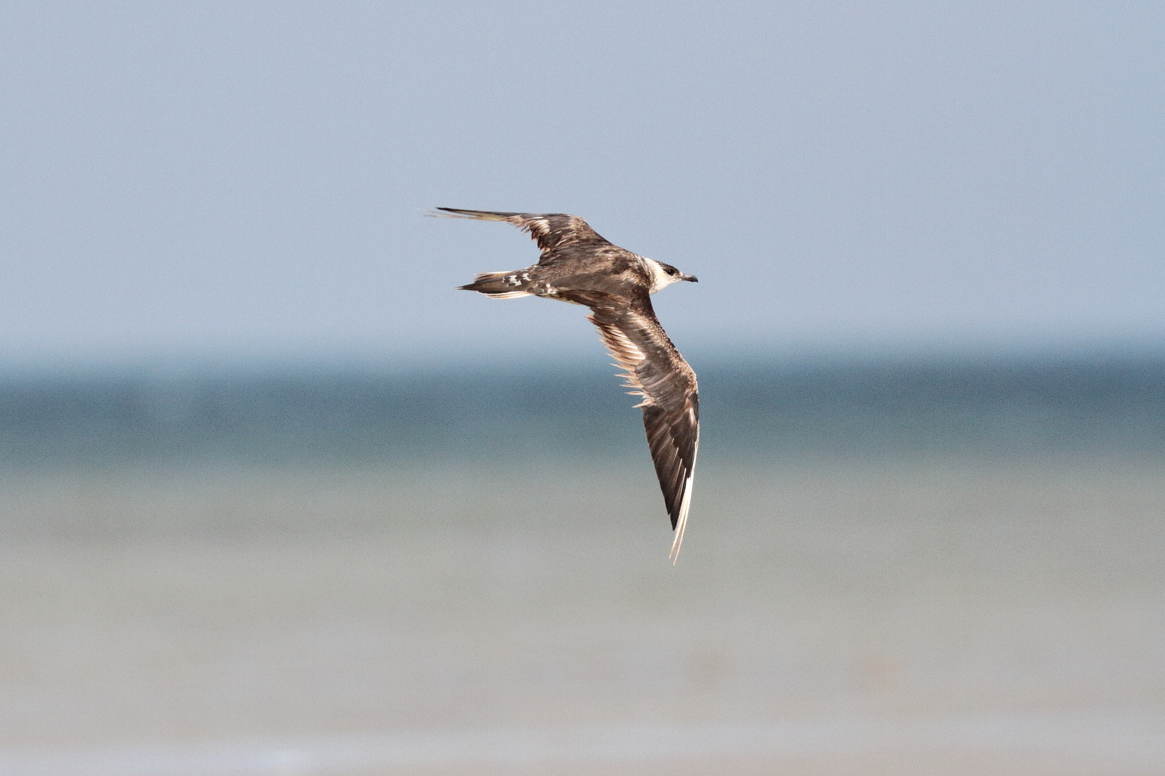 Arctic Skua. Qatar, 05 March 2013 © Neil G. Morris.