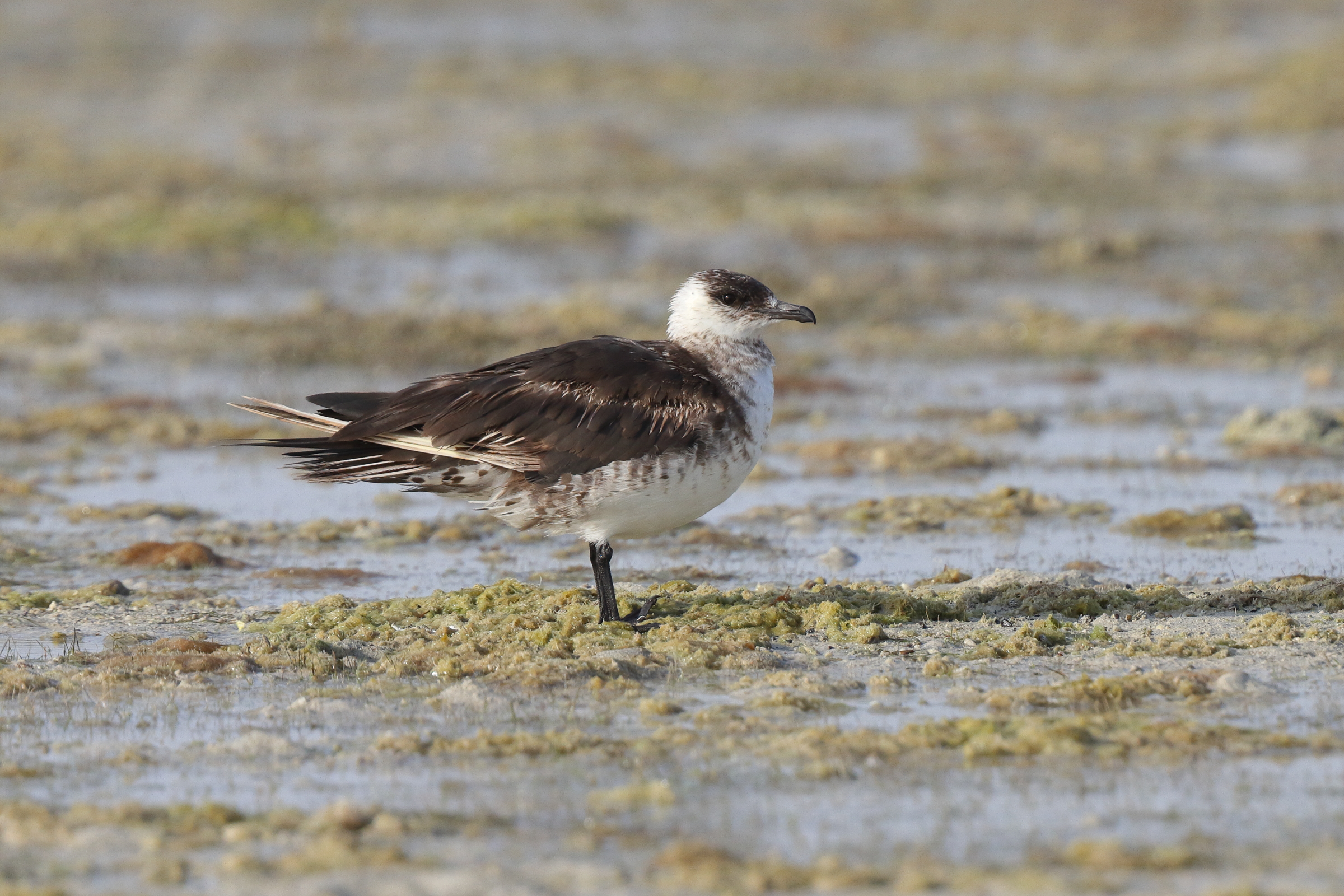 Arctic Skua. Qatar, 05 March 2013 © Neil G. Morris.