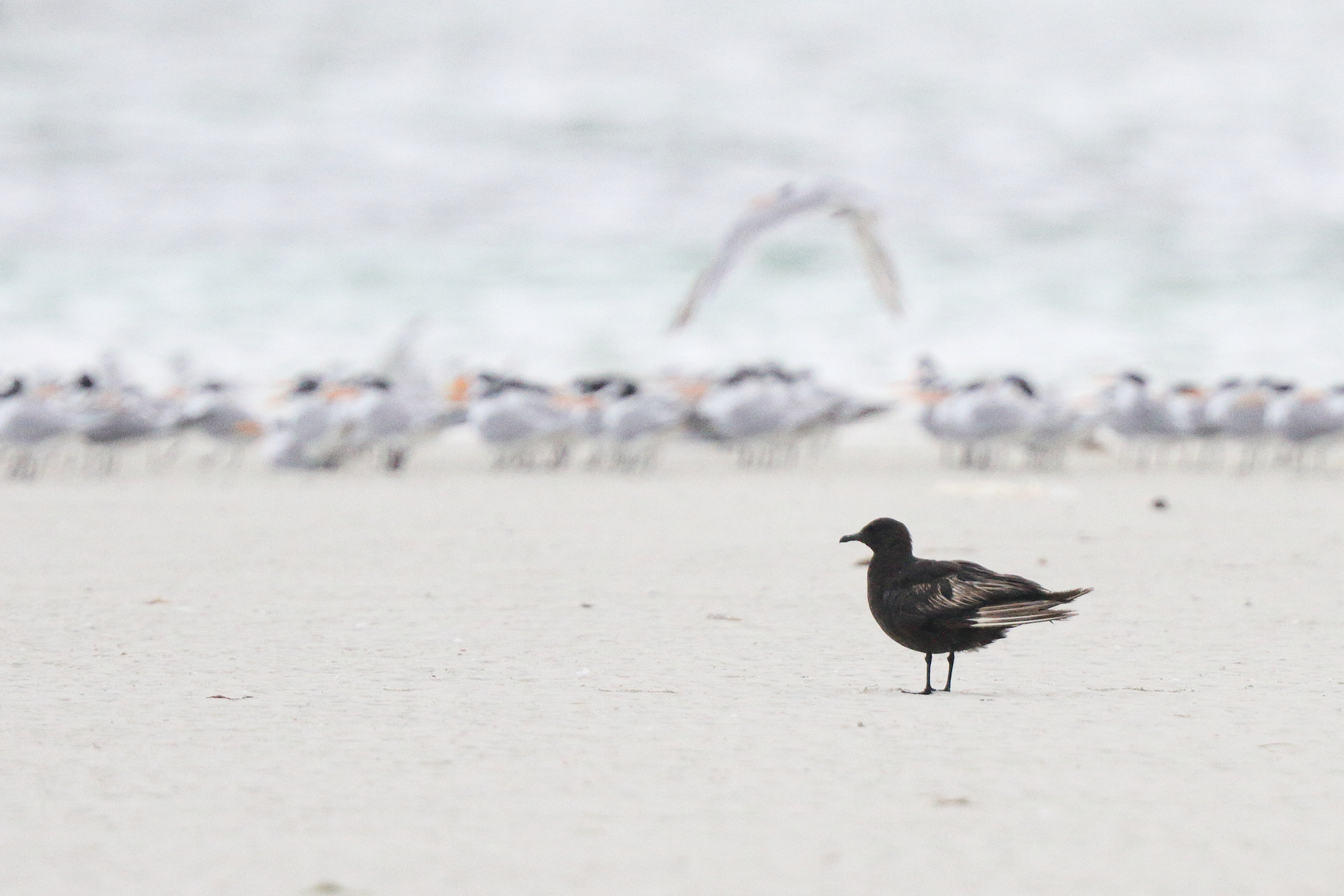 Arctic Skua. Qatar, 18 November 2013 © Neil G. Morris.