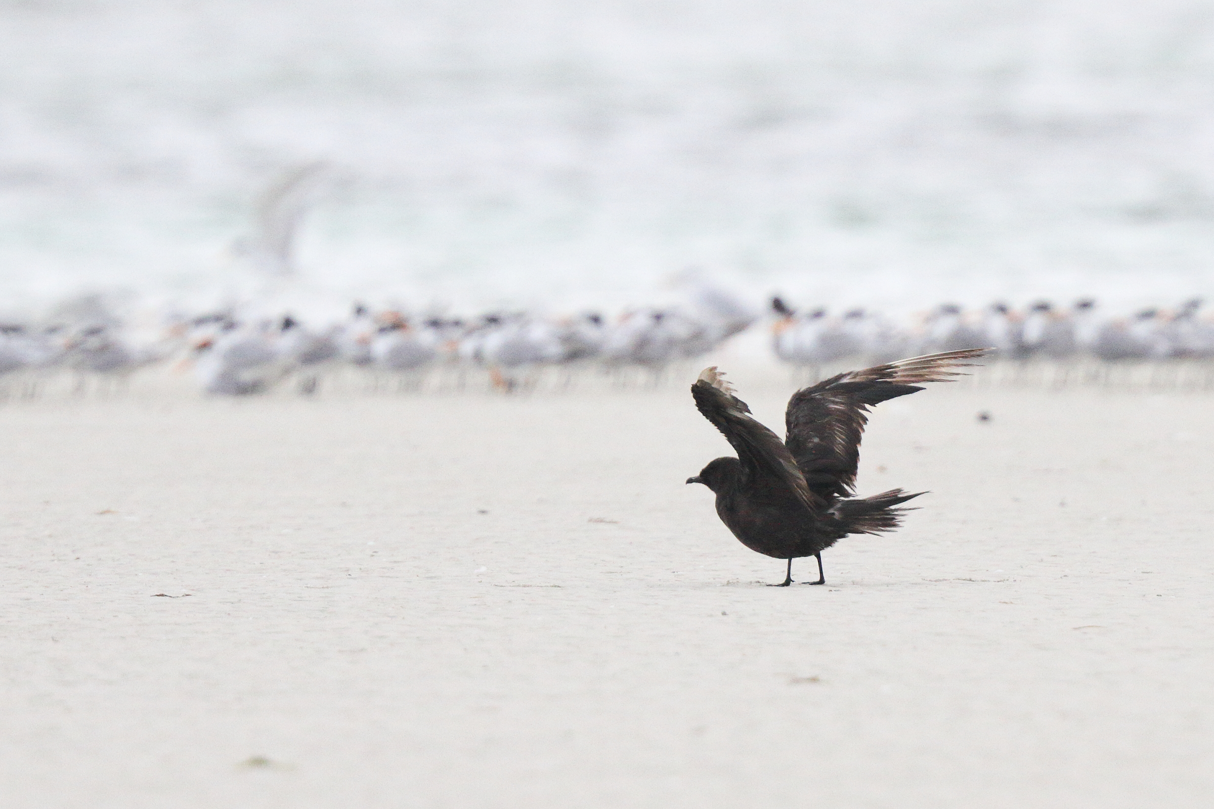 Arctic Skua. Qatar, 18 November 2013 © Neil G. Morris.