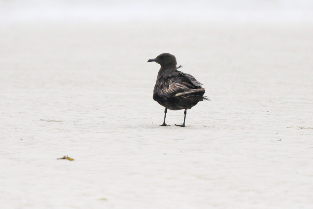 Arctic Skua. Qatar, 18 November 2013 © Neil G. Morris.