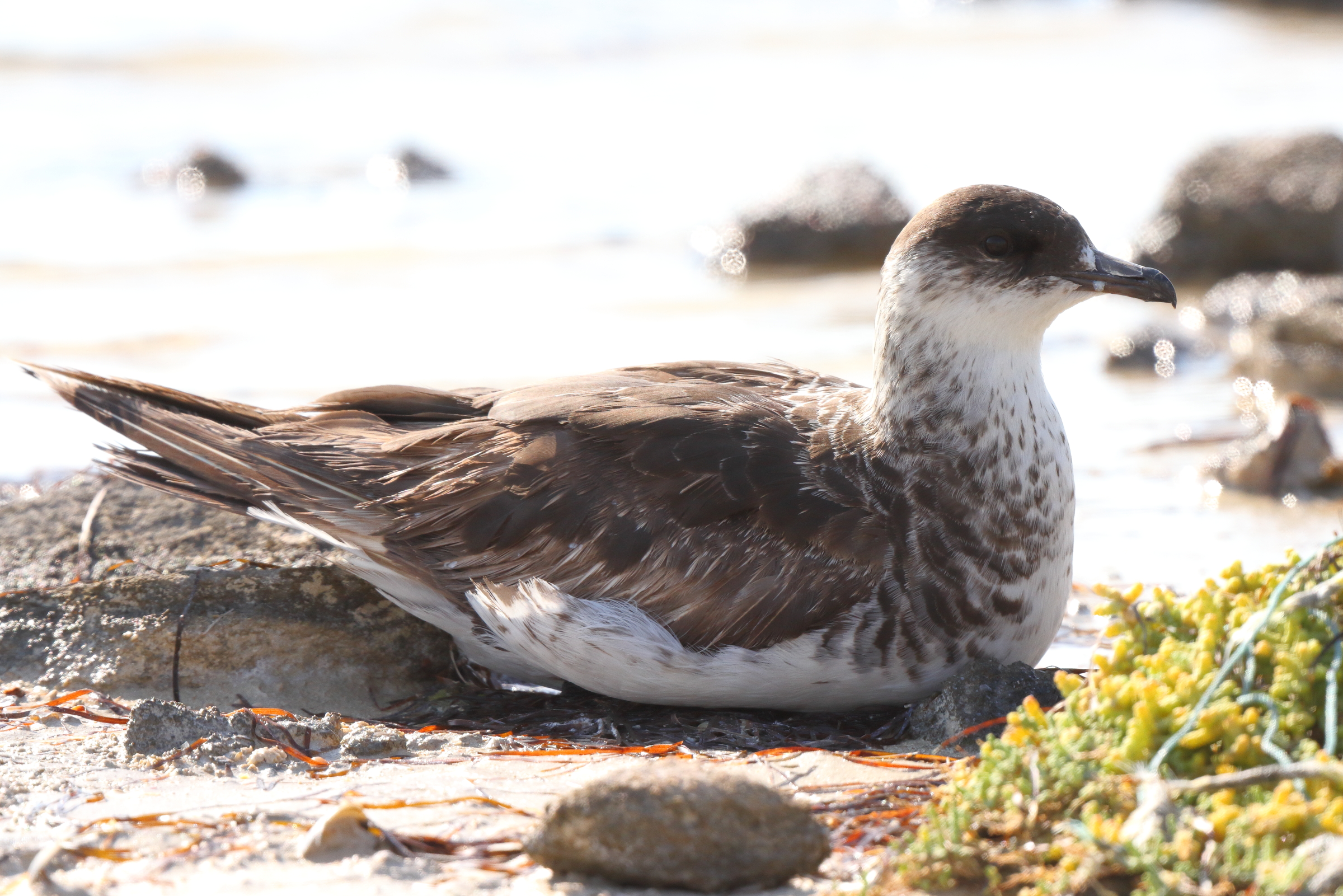Arctic Skua. Qatar, 24 November 2013 © Neil G. Morris.