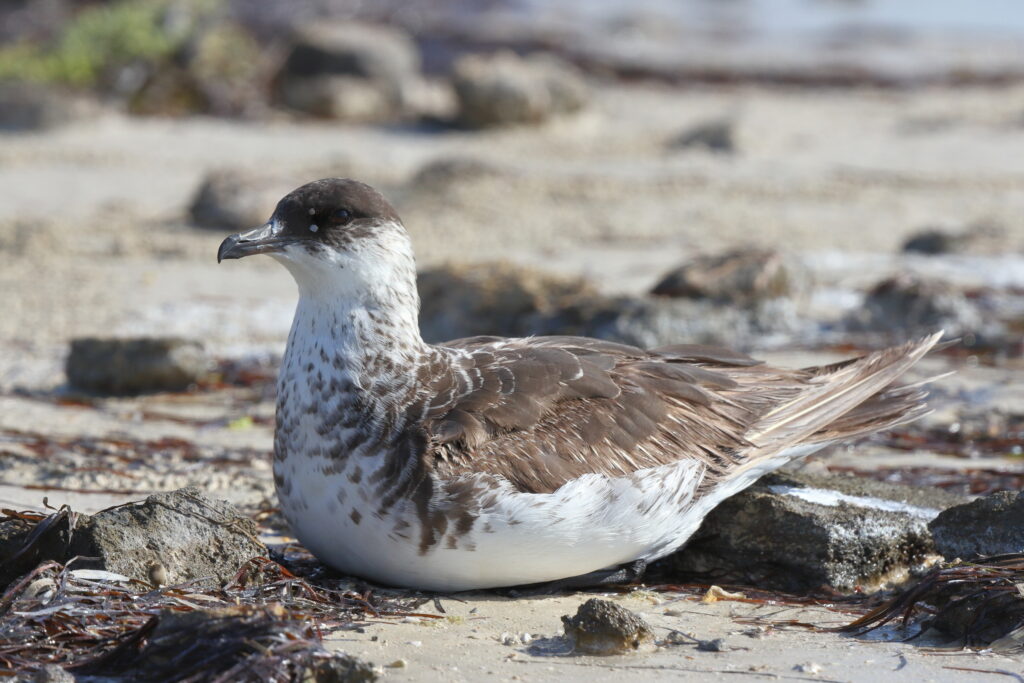 Arctic Skua. Qatar, 24 November 2013 © Neil G. Morris.