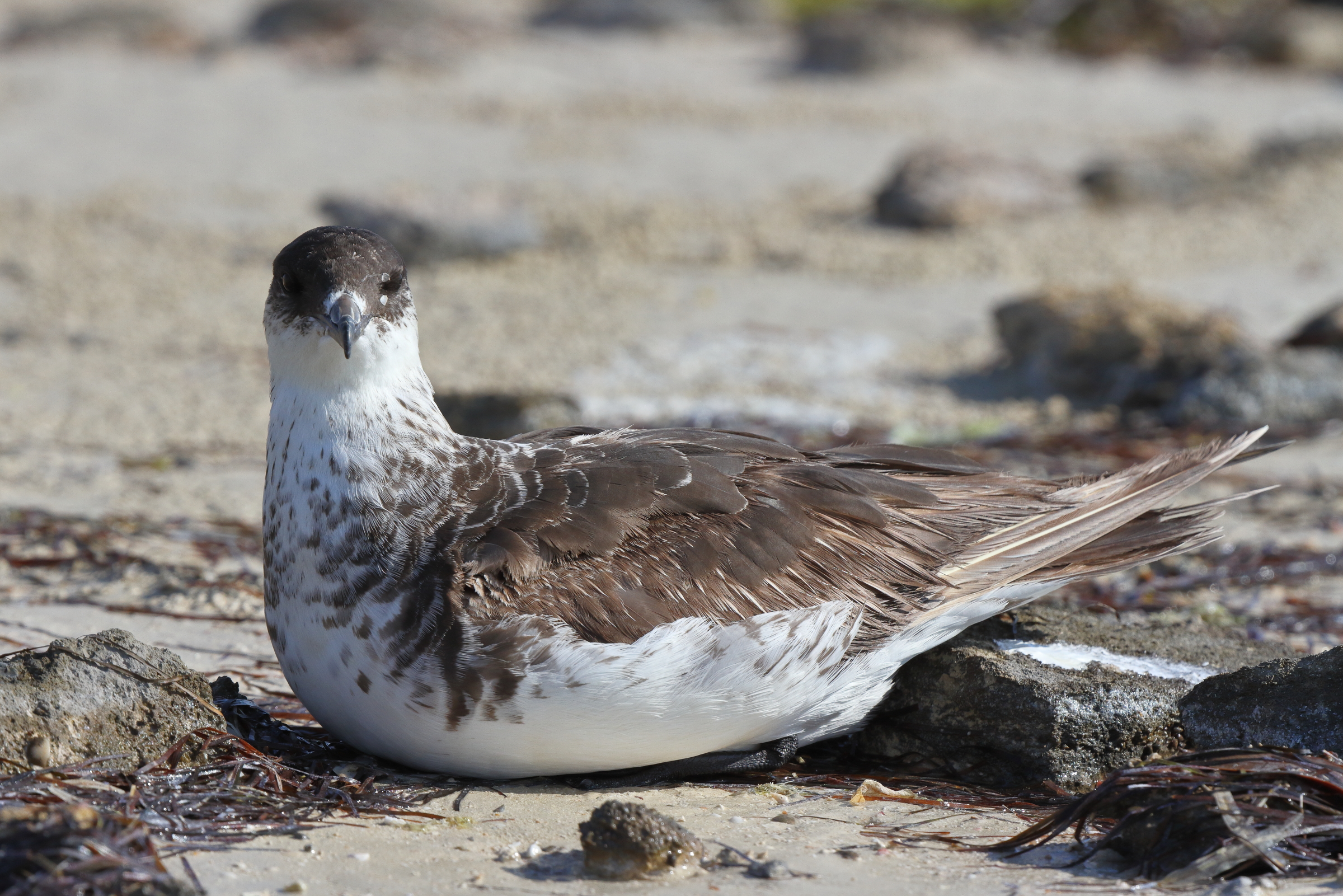 Arctic Skua. Qatar, 24 November 2013 © Neil G. Morris.