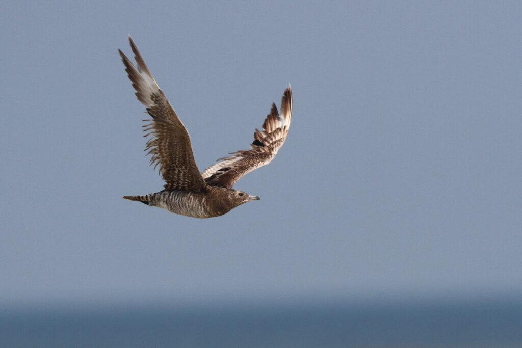 Arctic Skua. Qatar, 14 January 2014 © Neil G. Morris.