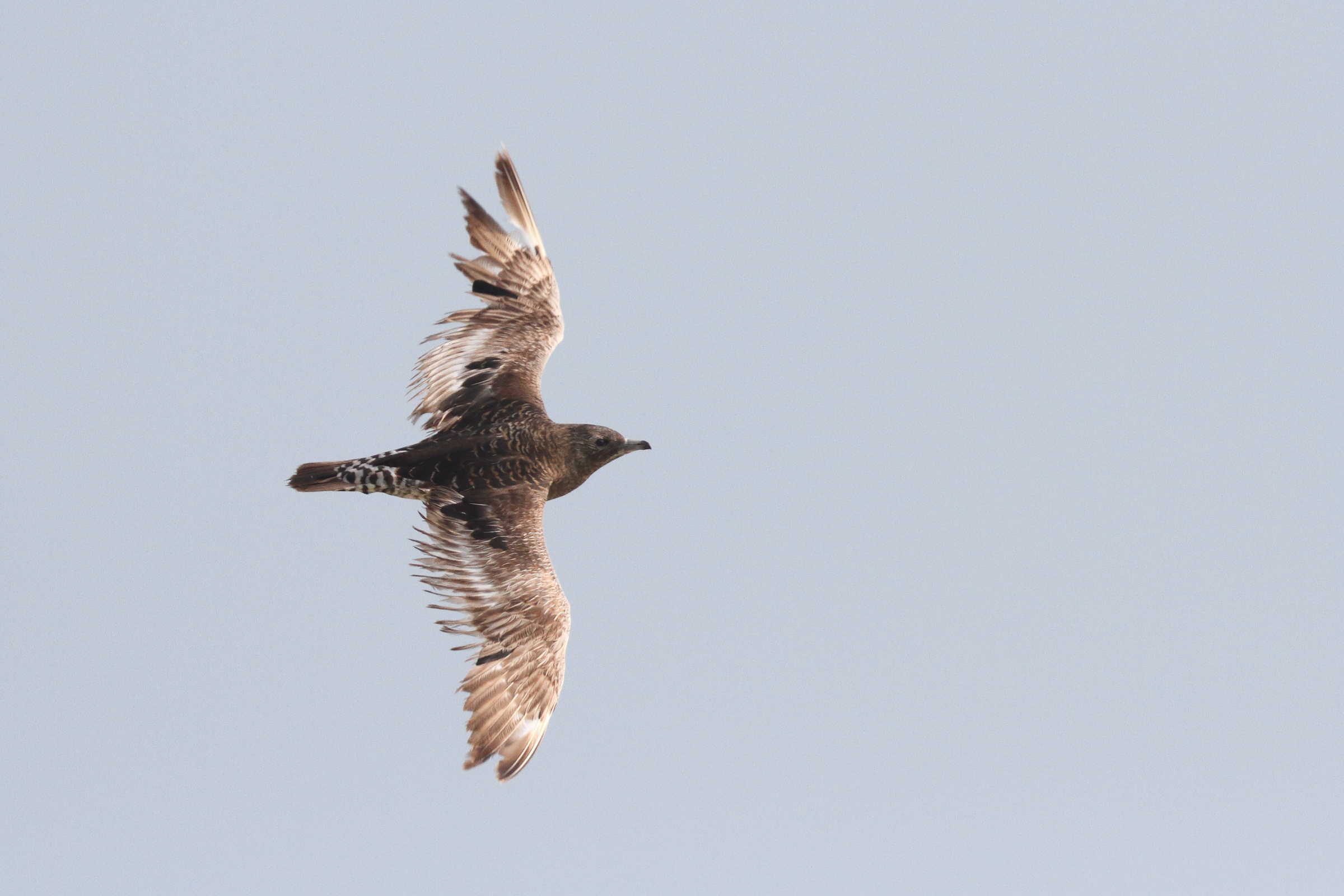 Arctic Skua. Qatar, 14 January 2014 © Neil G. Morris.