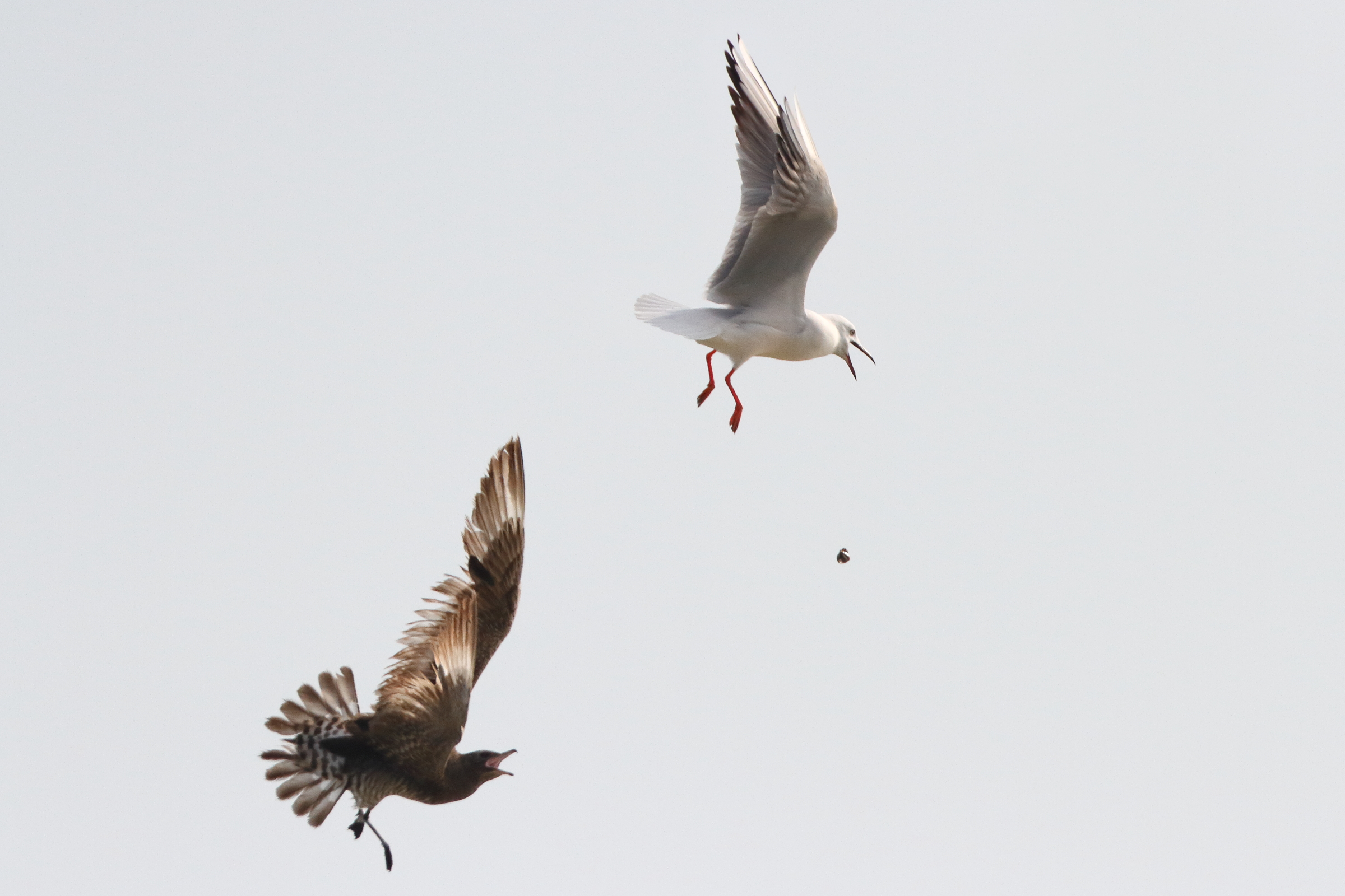 Arctic Skua. Qatar, 14 January 2014 © Neil G. Morris.