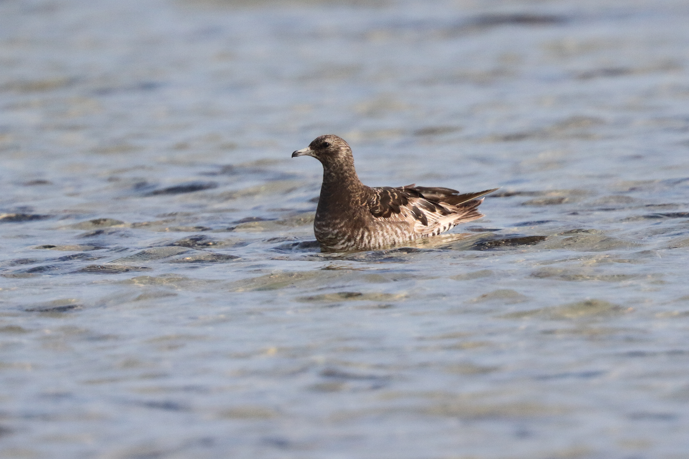 Arctic Skua. Qatar, 14 January 2014 © Neil G. Morris.