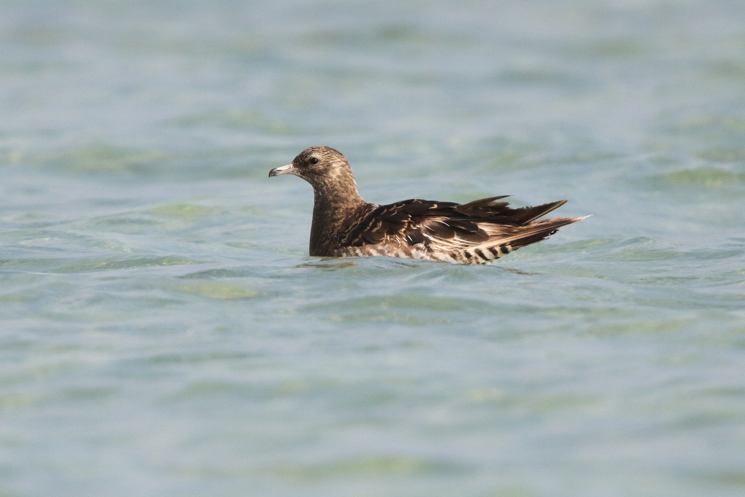 Arctic Skua. Qatar, 14 January 2014 © Neil G. Morris.