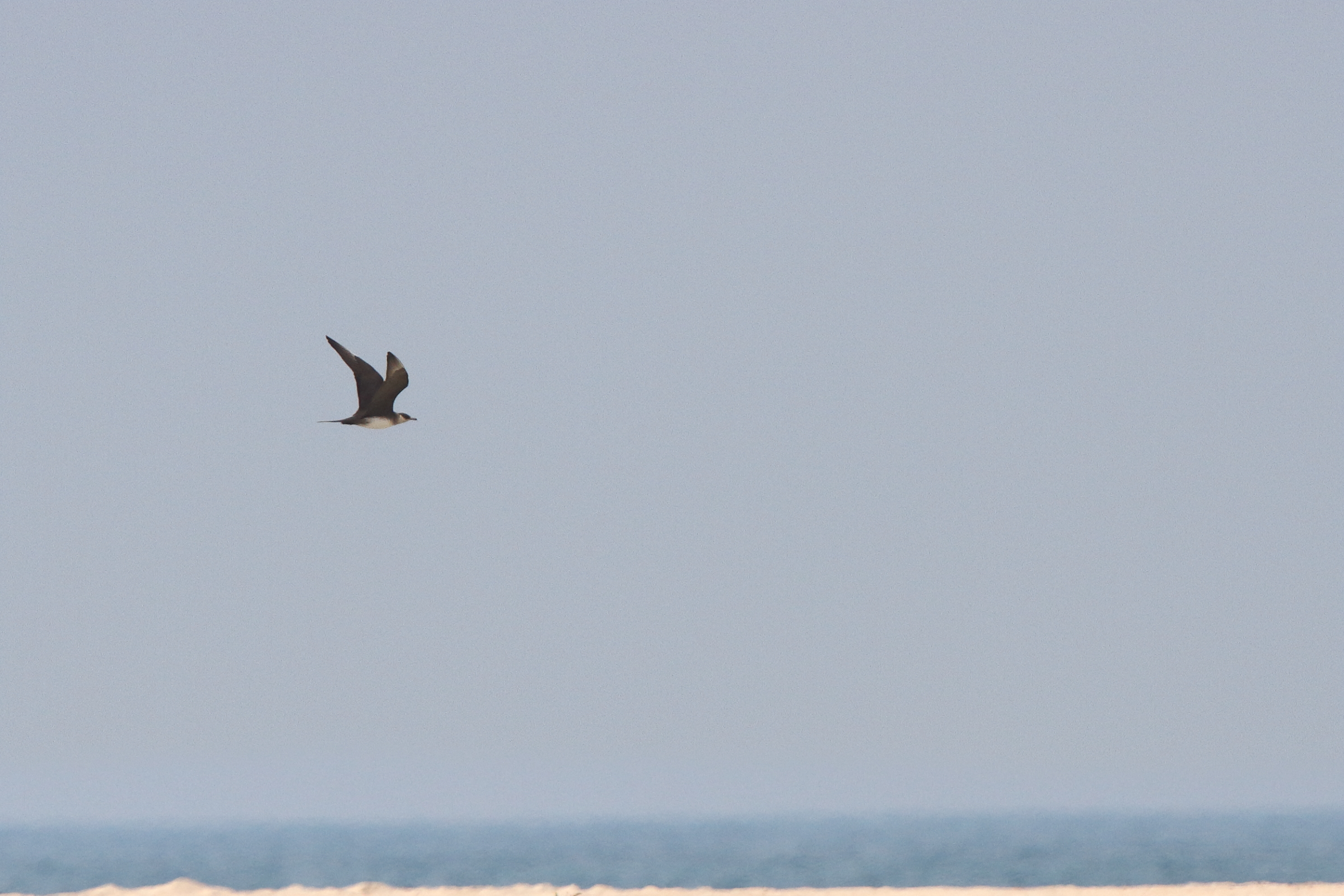 Arctic Skua. Qatar, 26 April 2014 © Neil G. Morris.