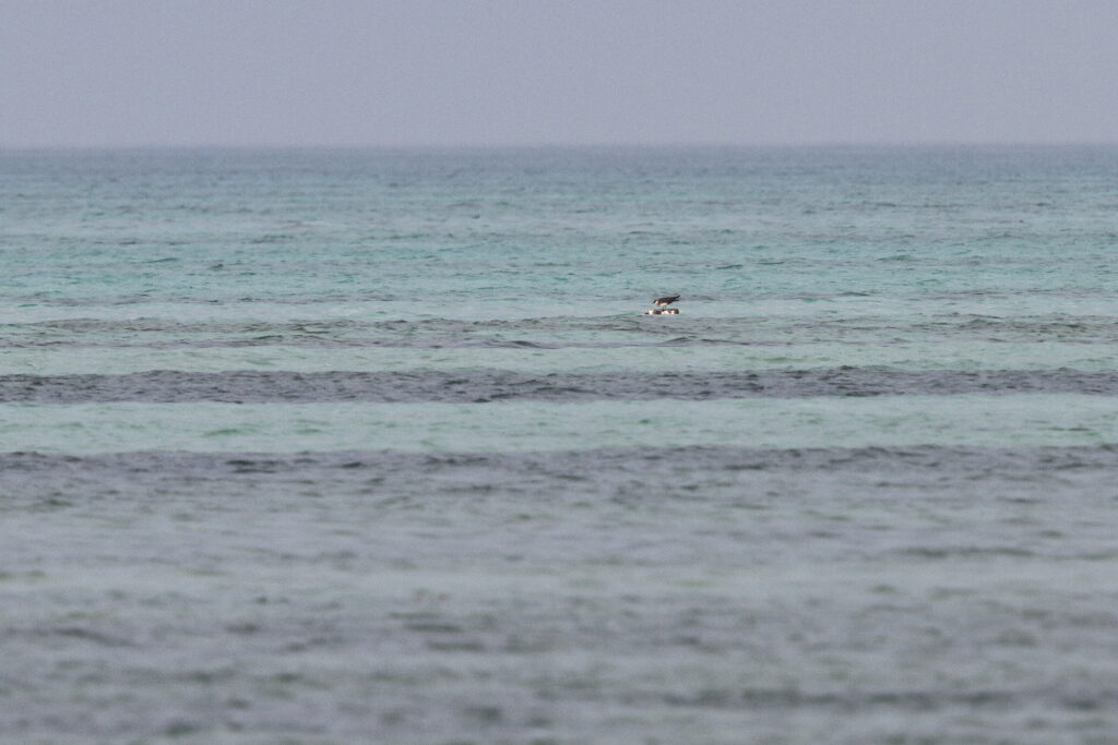 Arctic Skua. Qatar, 26 April 2014 © Neil G. Morris.