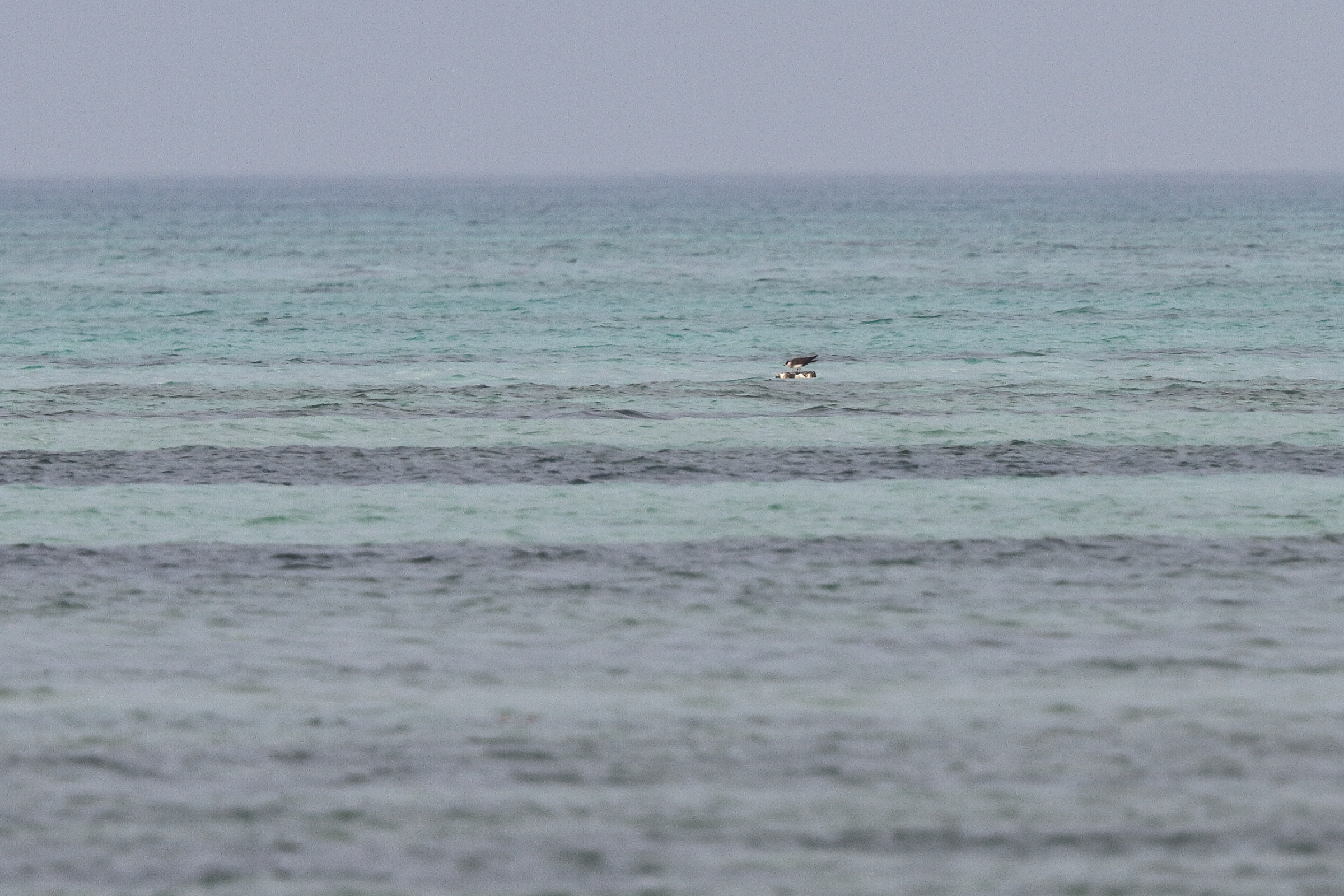 Arctic Skua. Qatar, 26 April 2014 © Neil G. Morris.