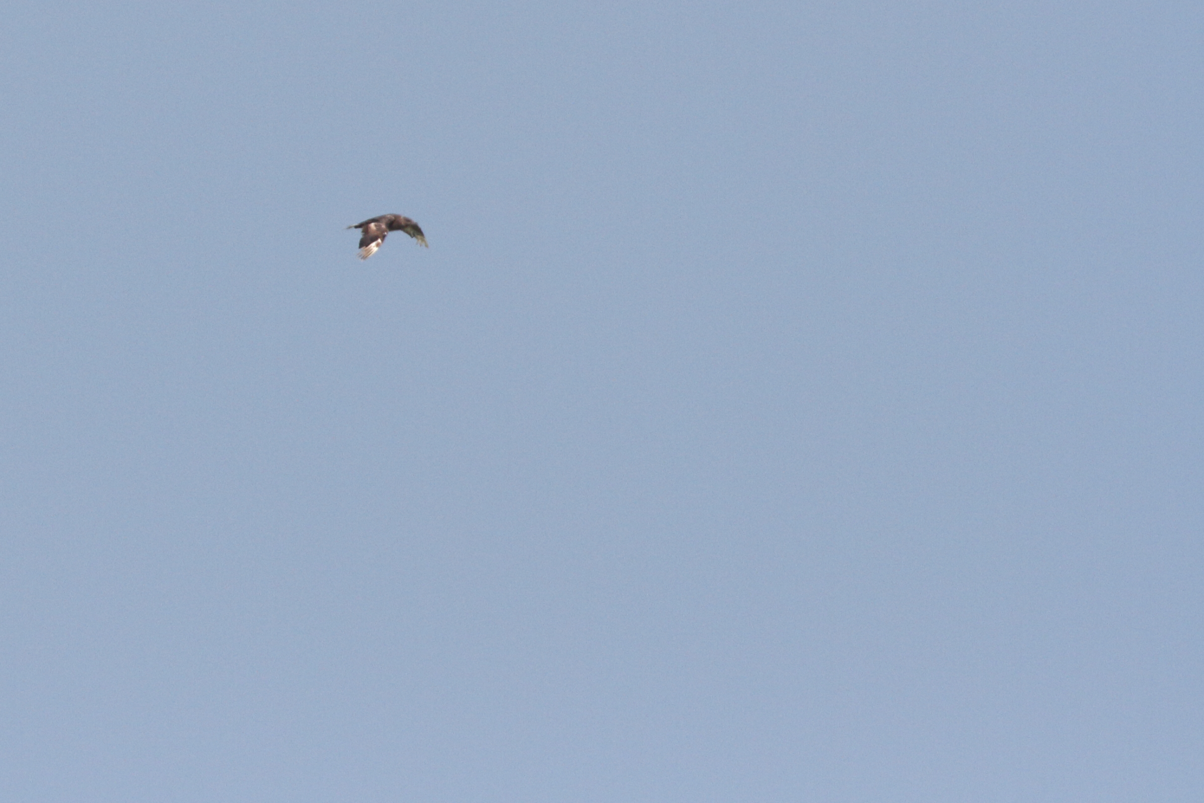 Pomarine Jaeger. Qatar, 12 November 2013 © Neil G. Morris.