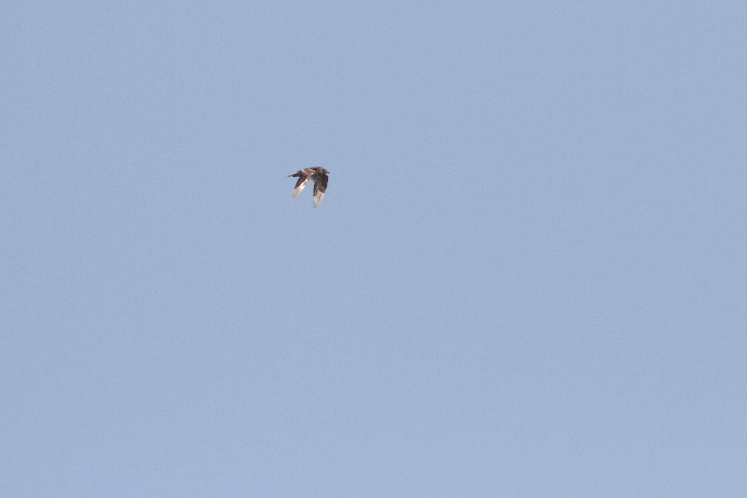 Pomarine Jaeger. Qatar, 12 November 2013 © Neil G. Morris.