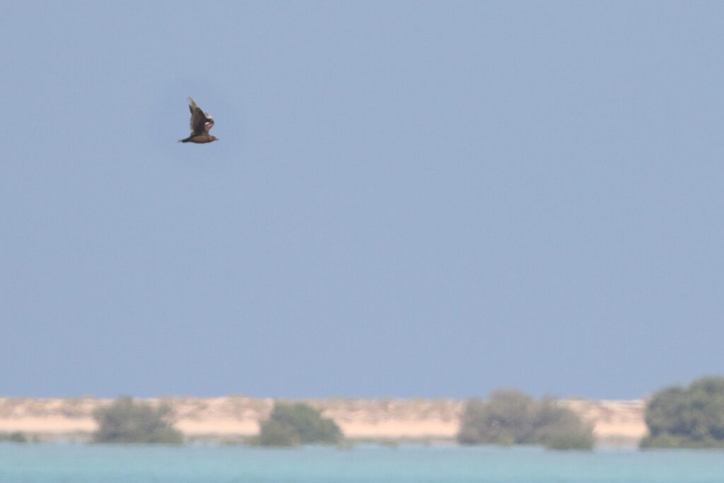 Pomarine Skua. Qatar, 12 November 2013 © Neil G. Morris.