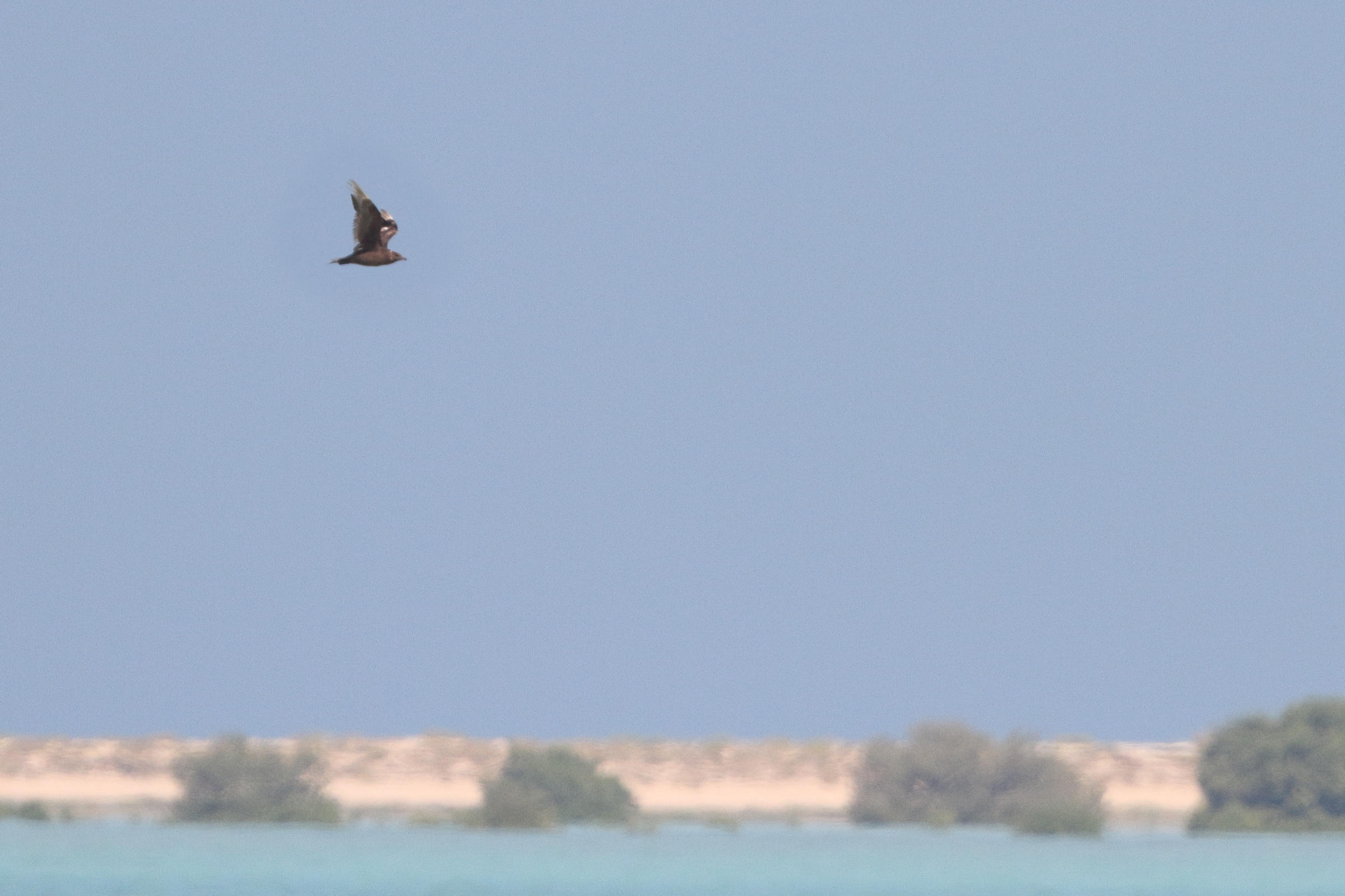 Pomarine Jaeger. Qatar, 12 November 2013 © Neil G. Morris.