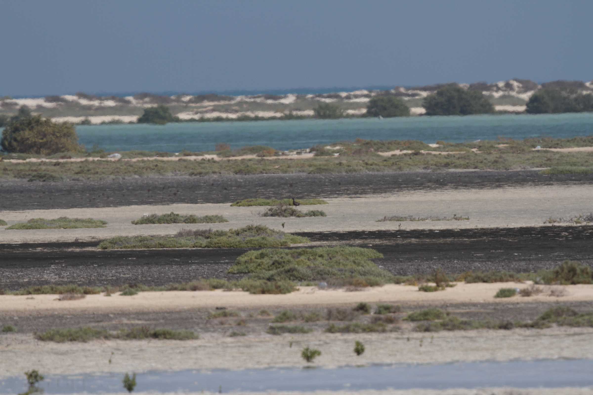 Pomarine Jaeger. Qatar, 12 November 2013 © Neil G. Morris.