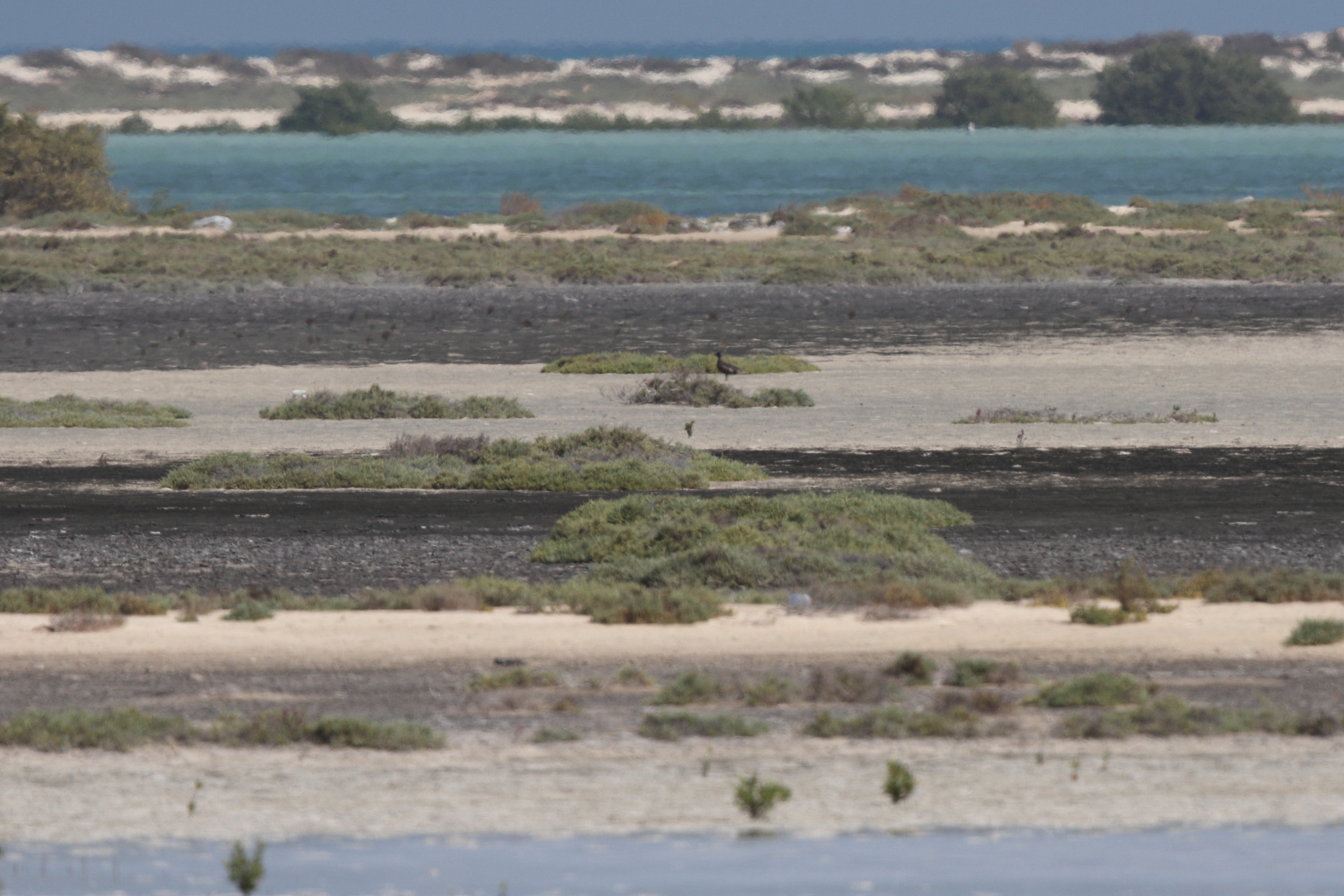 Pomarine Jaeger. Qatar, 12 November 2013 © Neil G. Morris.