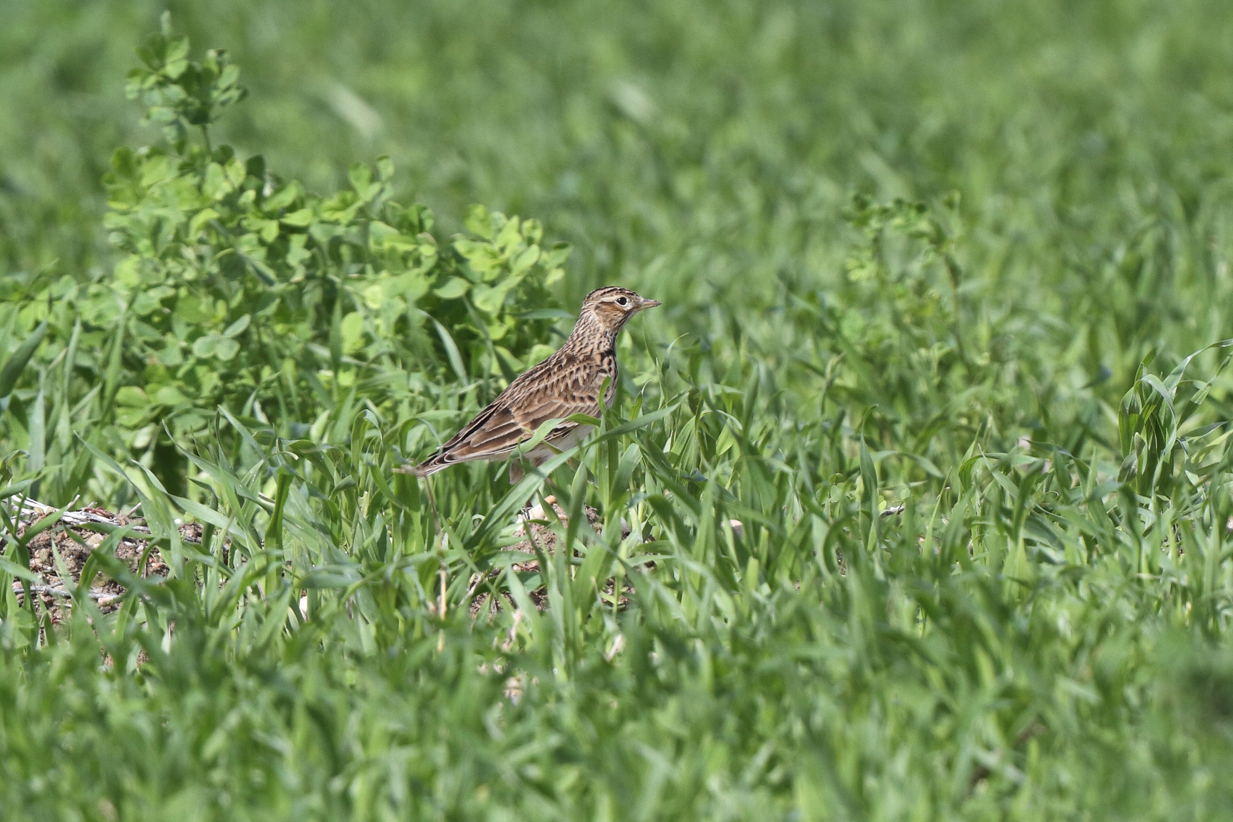 Eurasian Skylark. Qatar, 22 November 2013 © Neil G. Morris.
