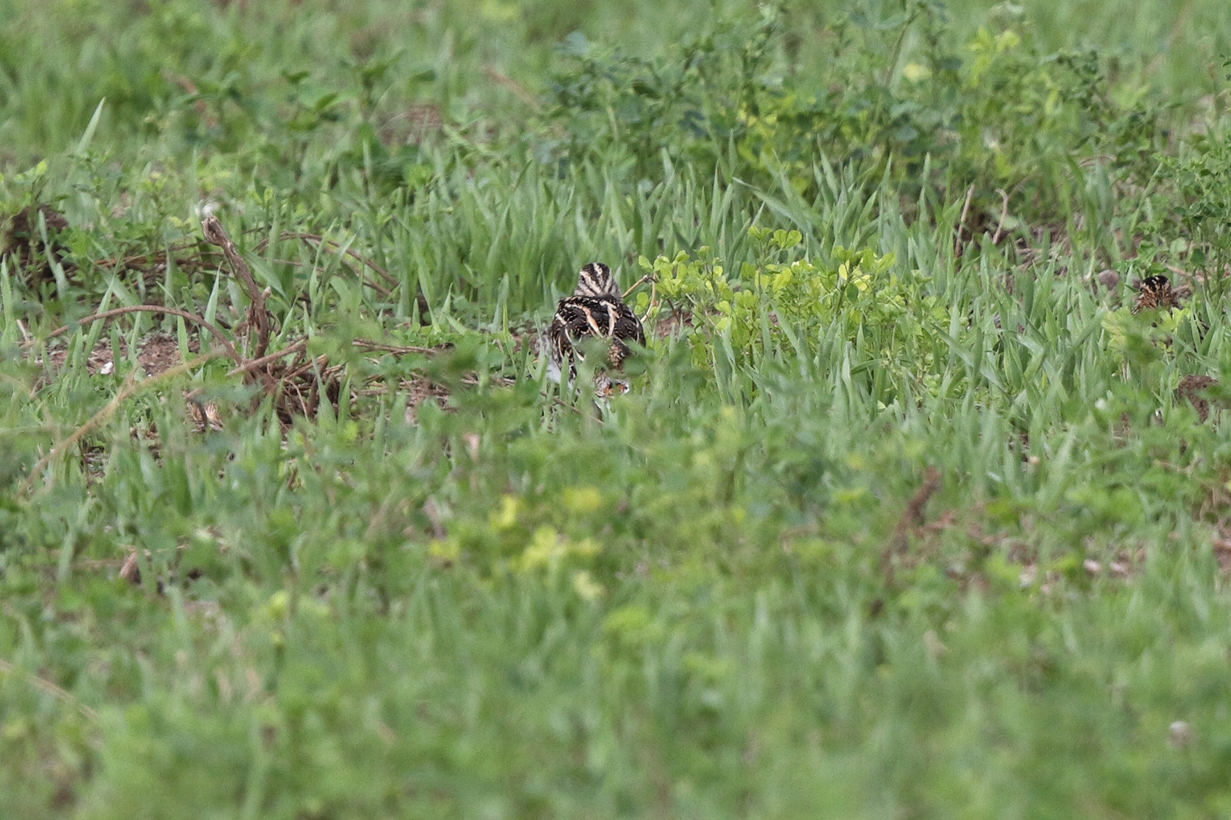 Common Snipe. Qatar, 14 November 2013 © Neil G. Morris.