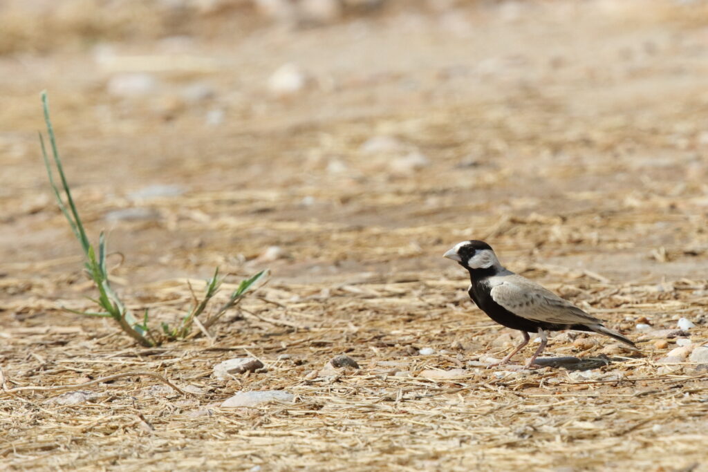 Black-crowned Sparrow-lark. Qatar, 05 October 2012 © Neil G. Morris.