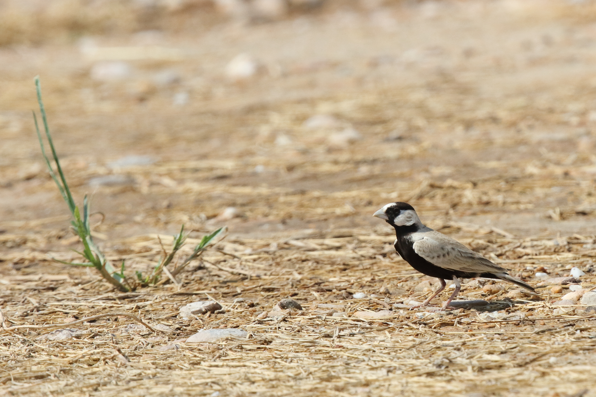 Black-crowned Sparrow-lark. Qatar, 05 October 2012 © Neil G. Morris.