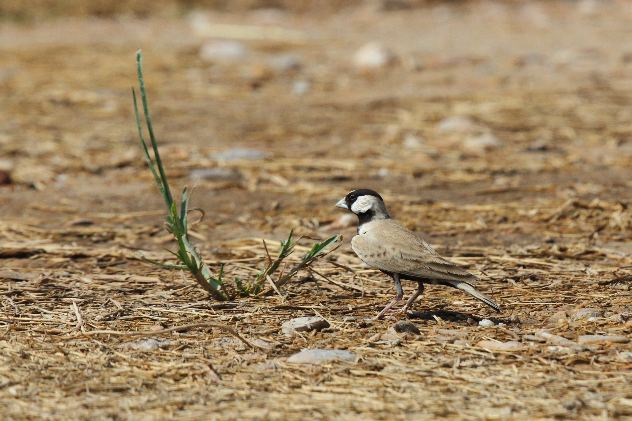 Black-crowned Sparrow-lark. Qatar, 05 October 2012 © Neil G. Morris.