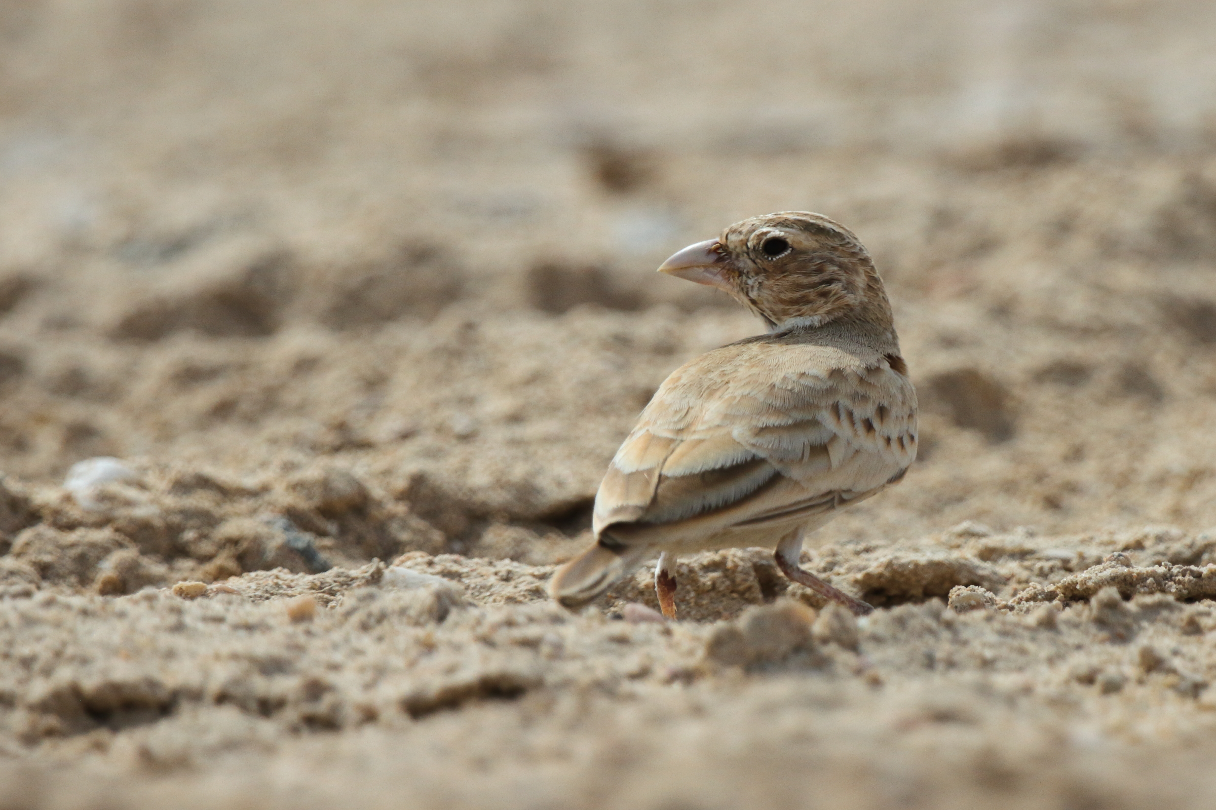 Black-crowned Sparrow-lark. Qatar, 21 October 2012 © Neil G. Morris.