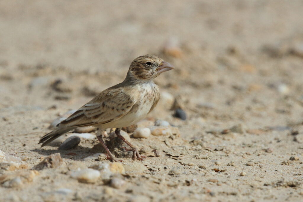 Black-crowned Sparrow-lark. Qatar, 21 October 2012 © Neil G. Morris.