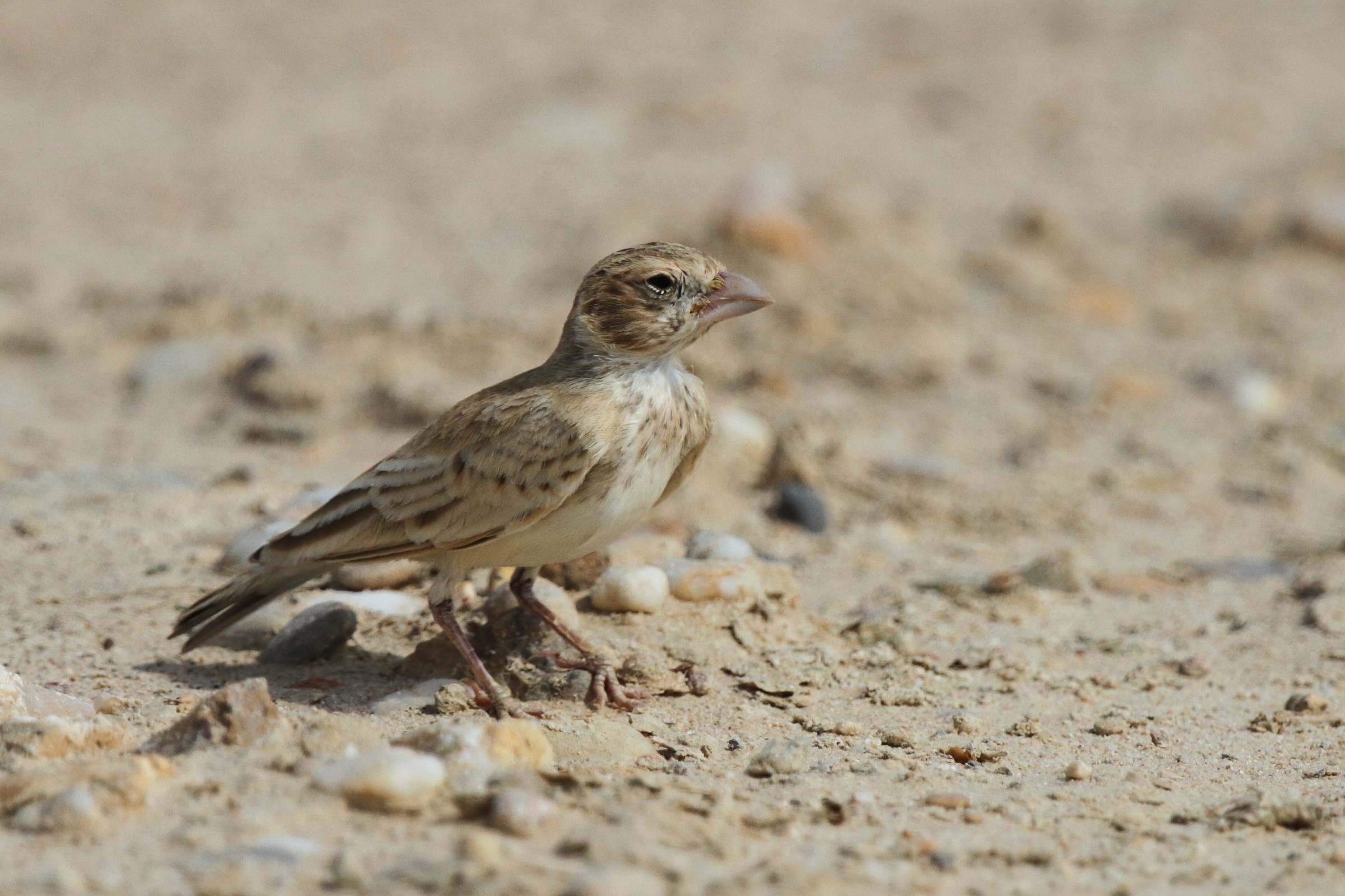 Black-crowned Sparrow-lark. Qatar, 21 October 2012 © Neil G. Morris.