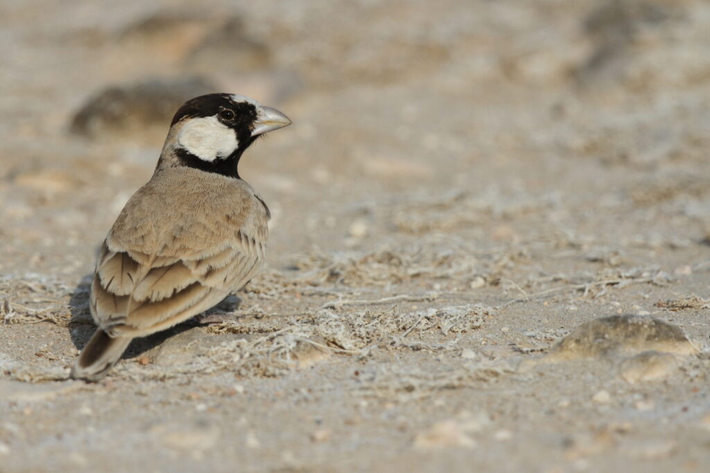 Black-crowned Sparrow-lark. Qatar, 30 October 2012 © Neil G. Morris.