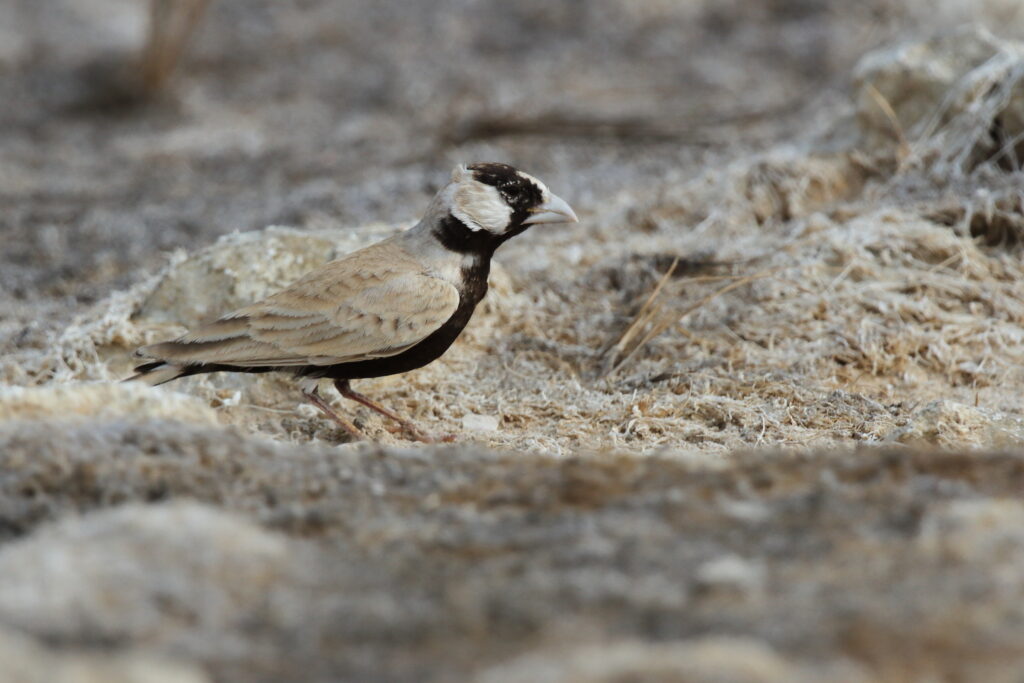 Black-crowned Sparrow-lark. Qatar, 04 November 2012 © Neil G. Morris.